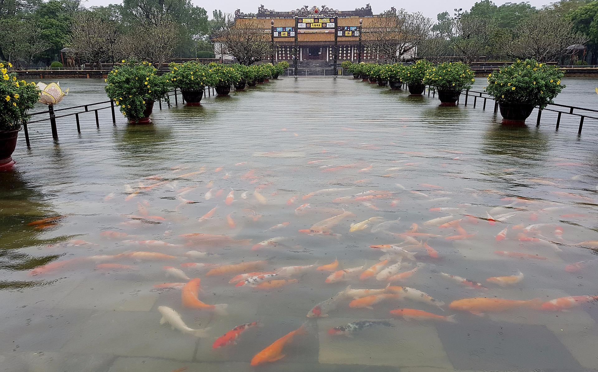 Nuoc ngap, ca boi tung tang o Dai noi Hue hinh anh