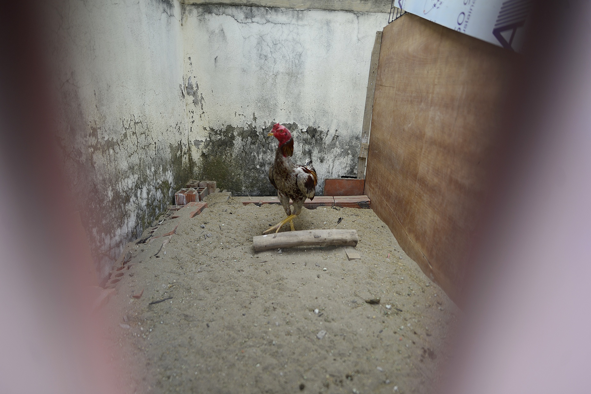 toa nha tai dinh cu tro thanh noi nuoi ga anh 3