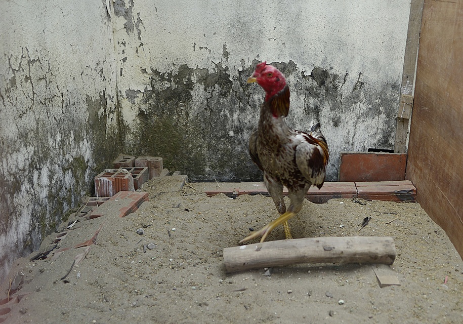 Canh nuoi ga, trong rau trong chung cu o Ha Noi hinh anh