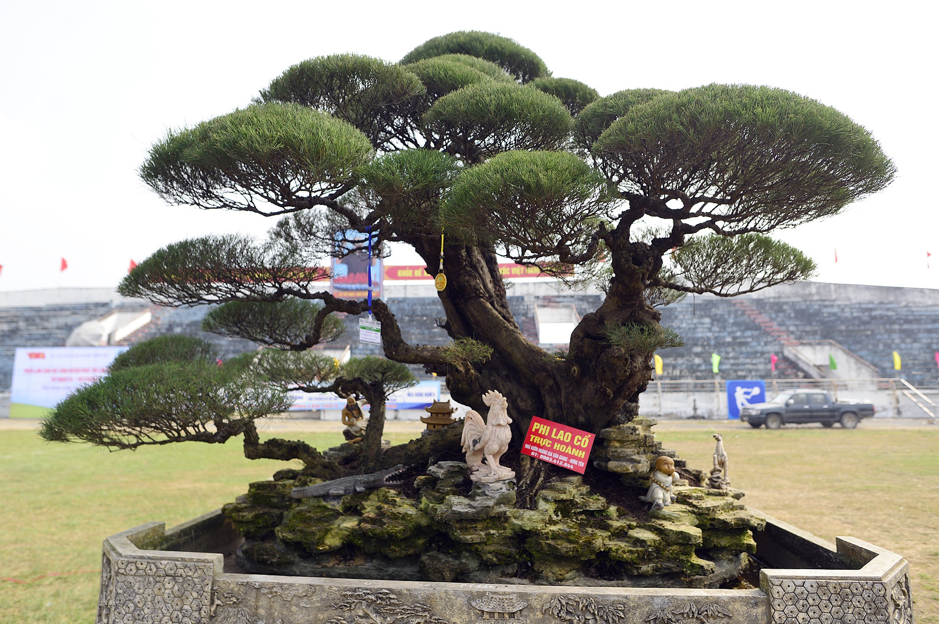 cay canh gia khung tai le hoi sinh vat canh anh 10