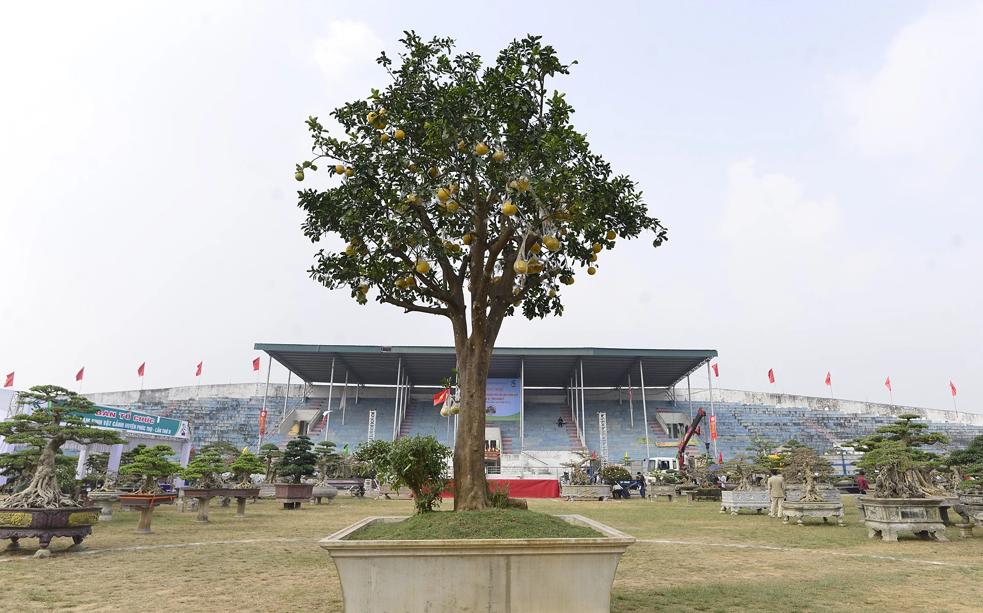 cay canh gia khung tai le hoi sinh vat canh anh 12