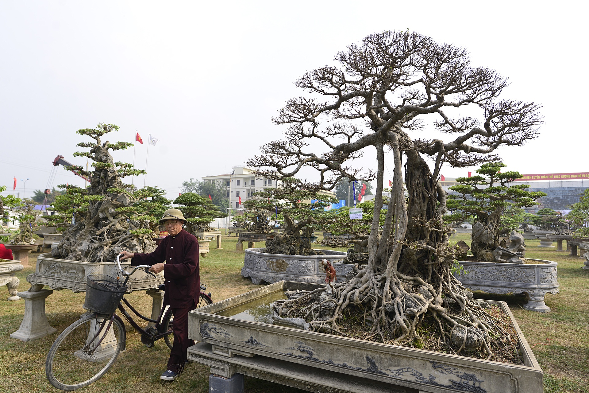 cay canh gia khung tai le hoi sinh vat canh anh 13