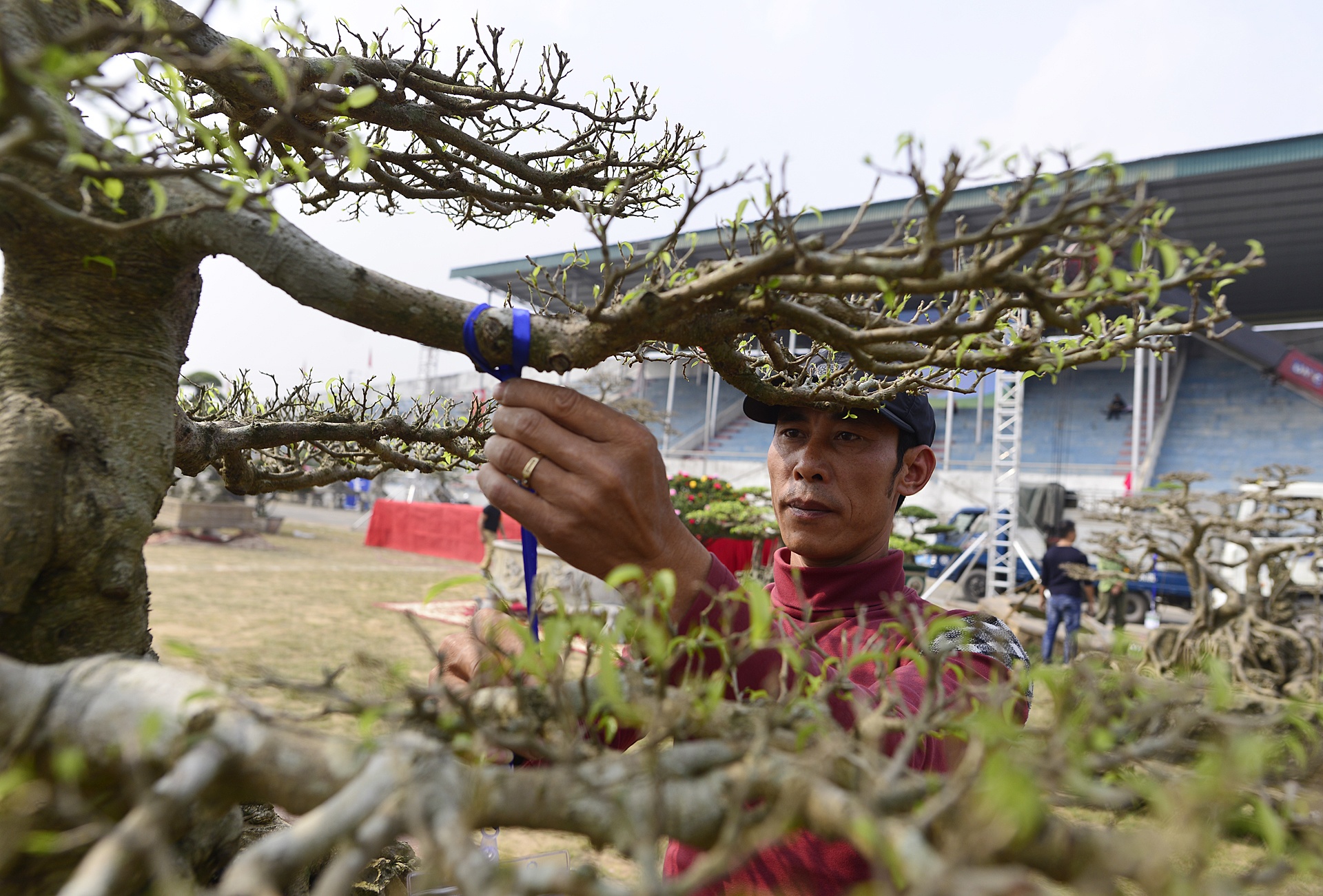 cay canh gia khung tai le hoi sinh vat canh anh 14