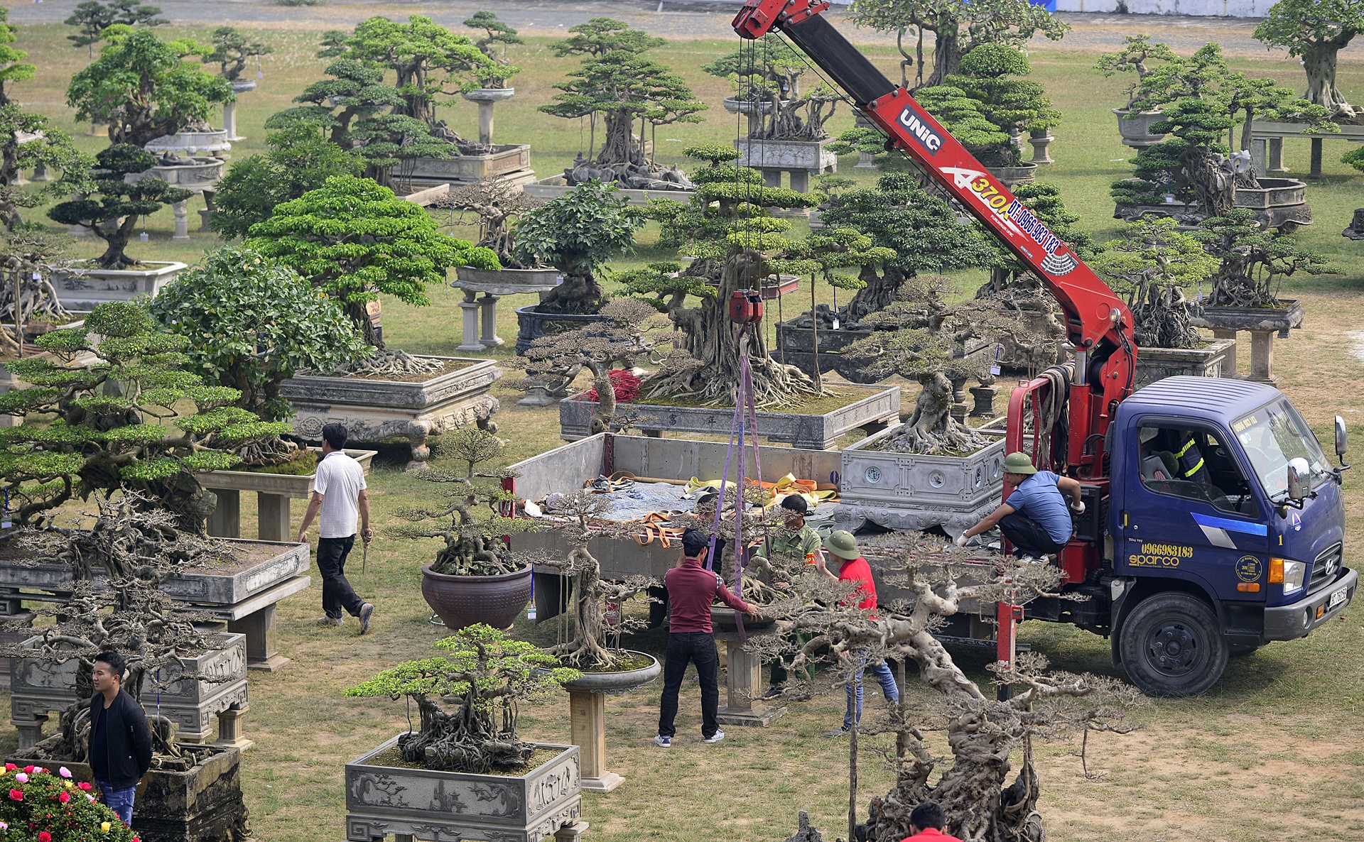 cay canh gia khung tai le hoi sinh vat canh anh 15