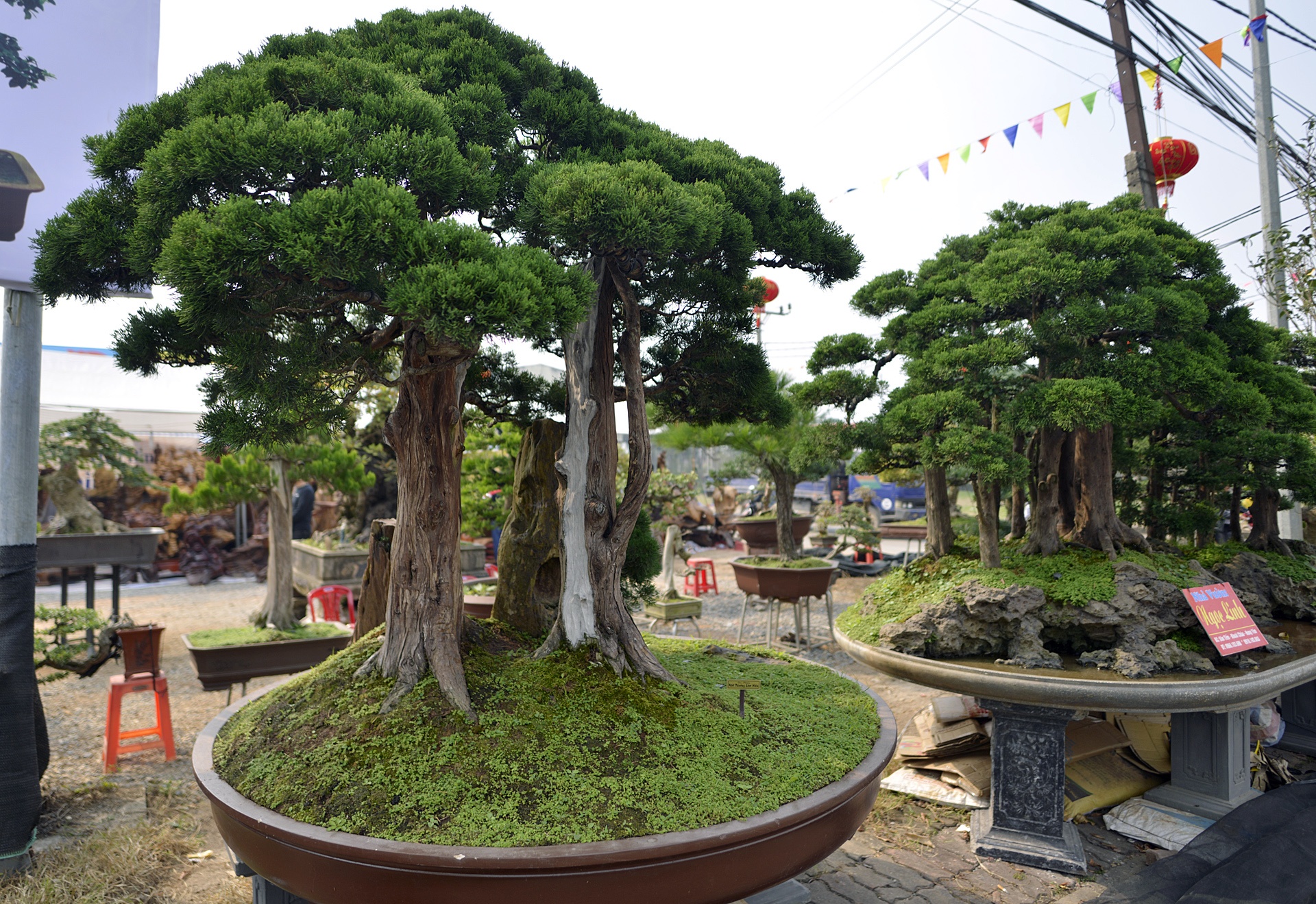 cay canh gia khung tai le hoi sinh vat canh anh 4