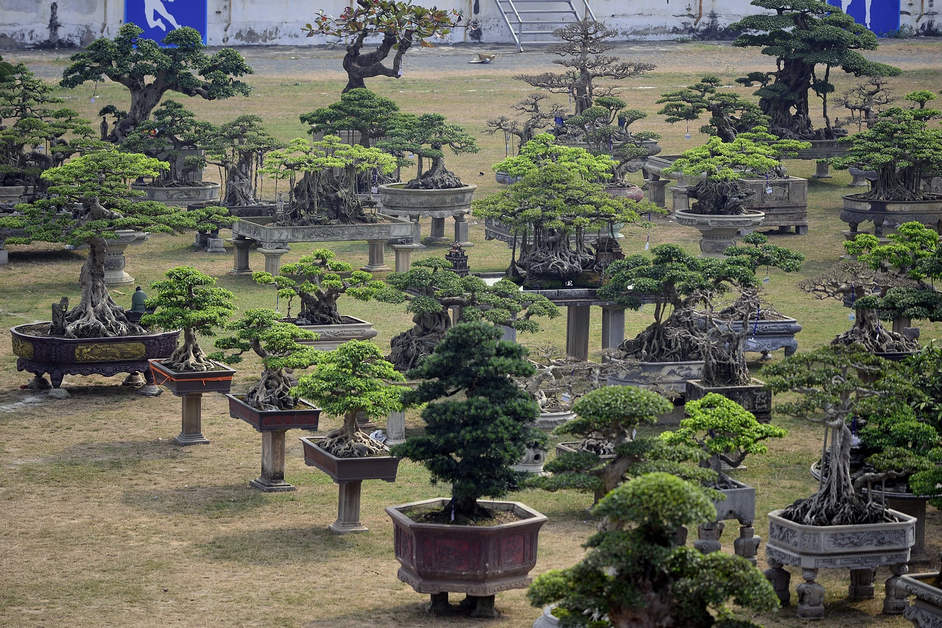 cay canh gia khung tai le hoi sinh vat canh anh 2