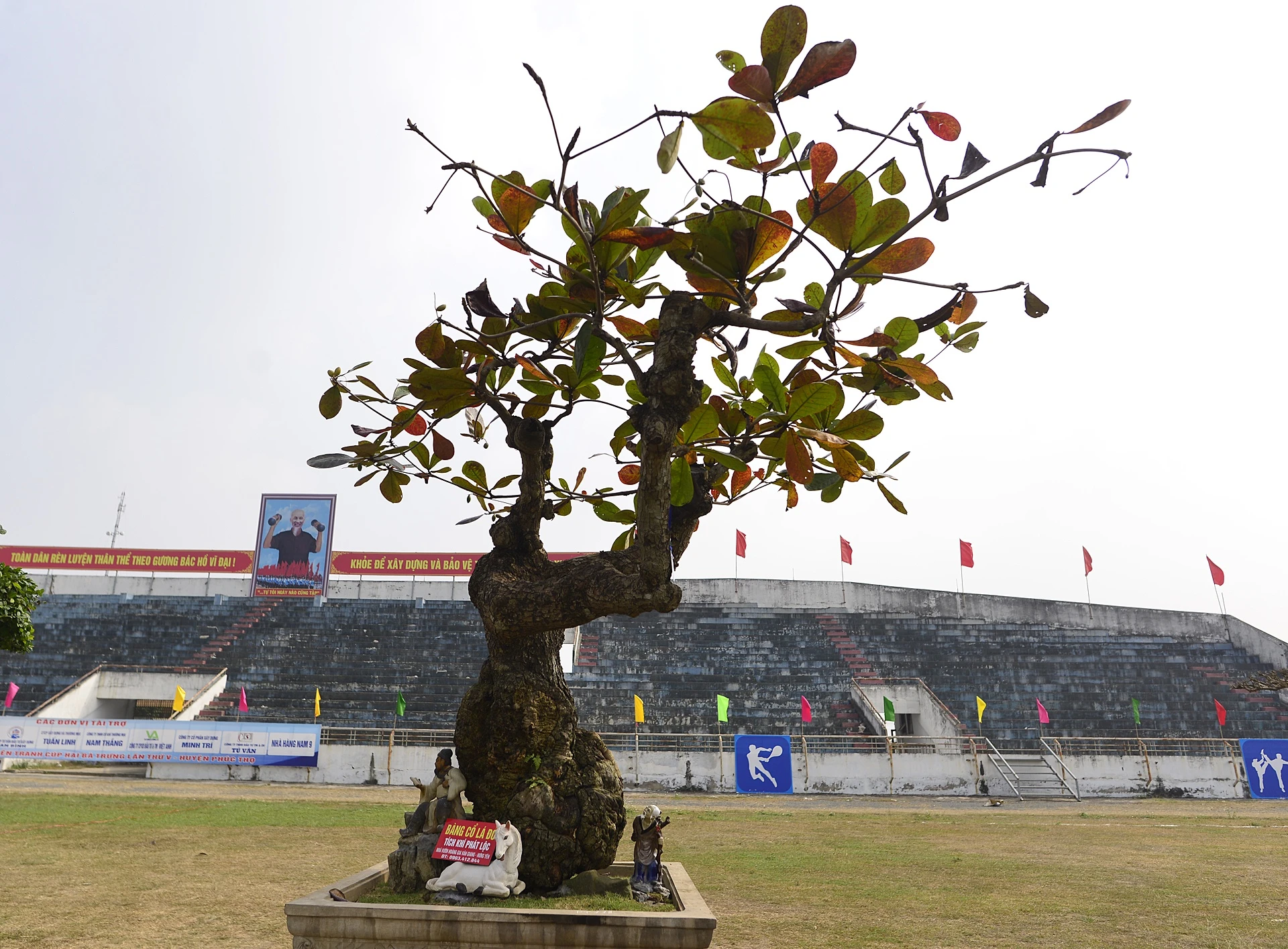 cay canh gia khung tai le hoi sinh vat canh anh 3