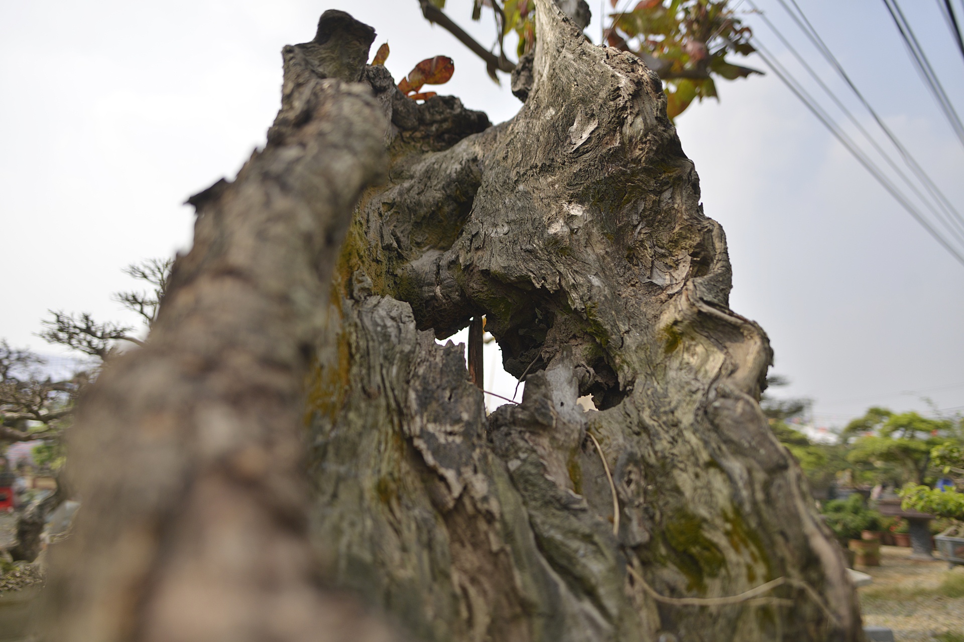 cay canh gia khung tai le hoi sinh vat canh anh 6