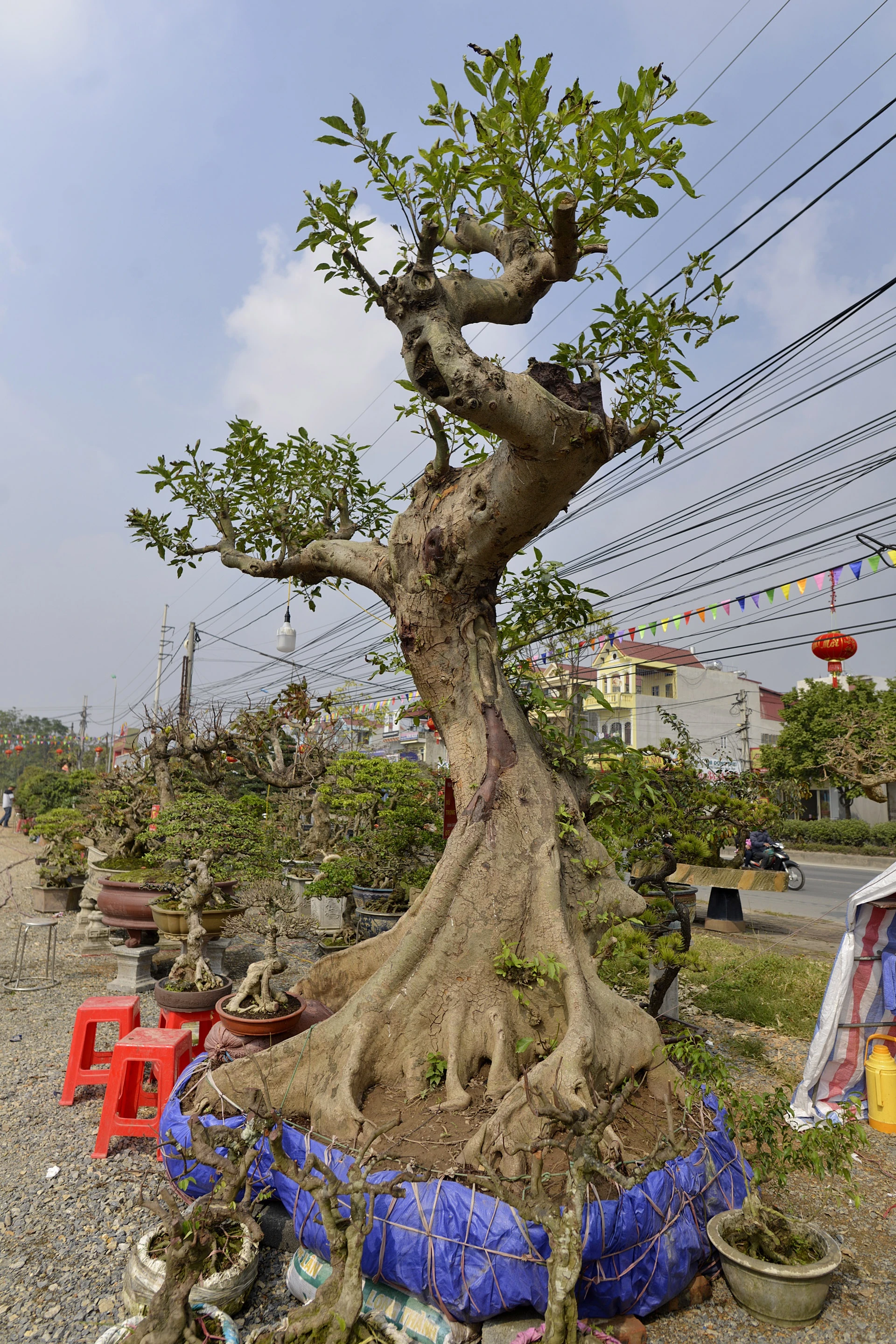 cay canh gia khung tai le hoi sinh vat canh anh 7