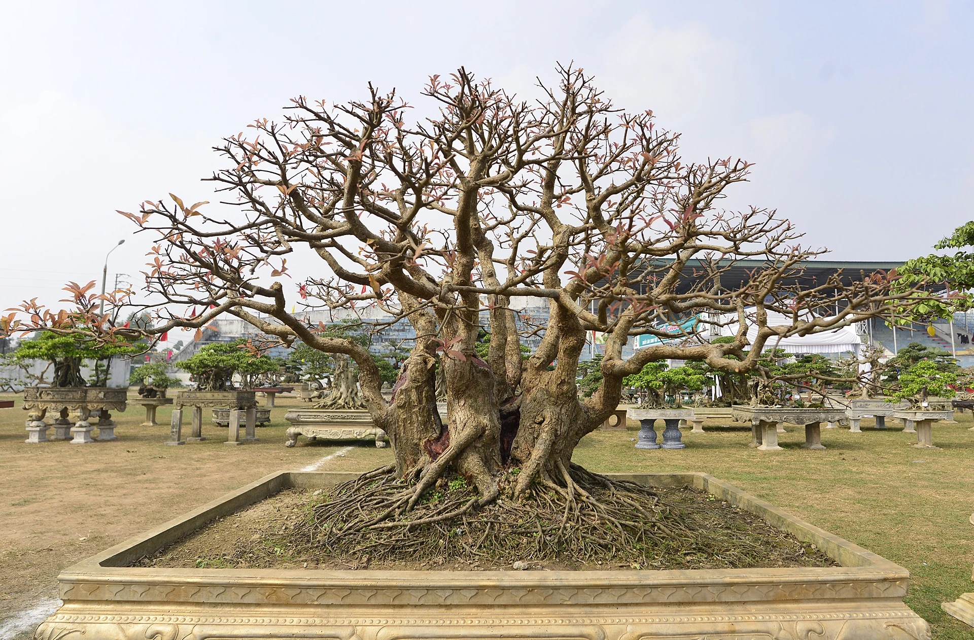 cay canh gia khung tai le hoi sinh vat canh anh 8