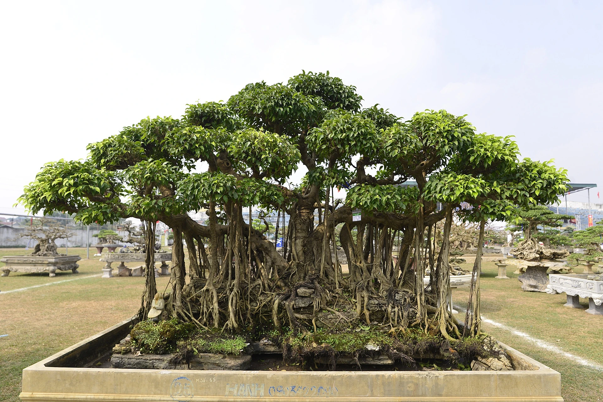 cay canh gia khung tai le hoi sinh vat canh anh 9