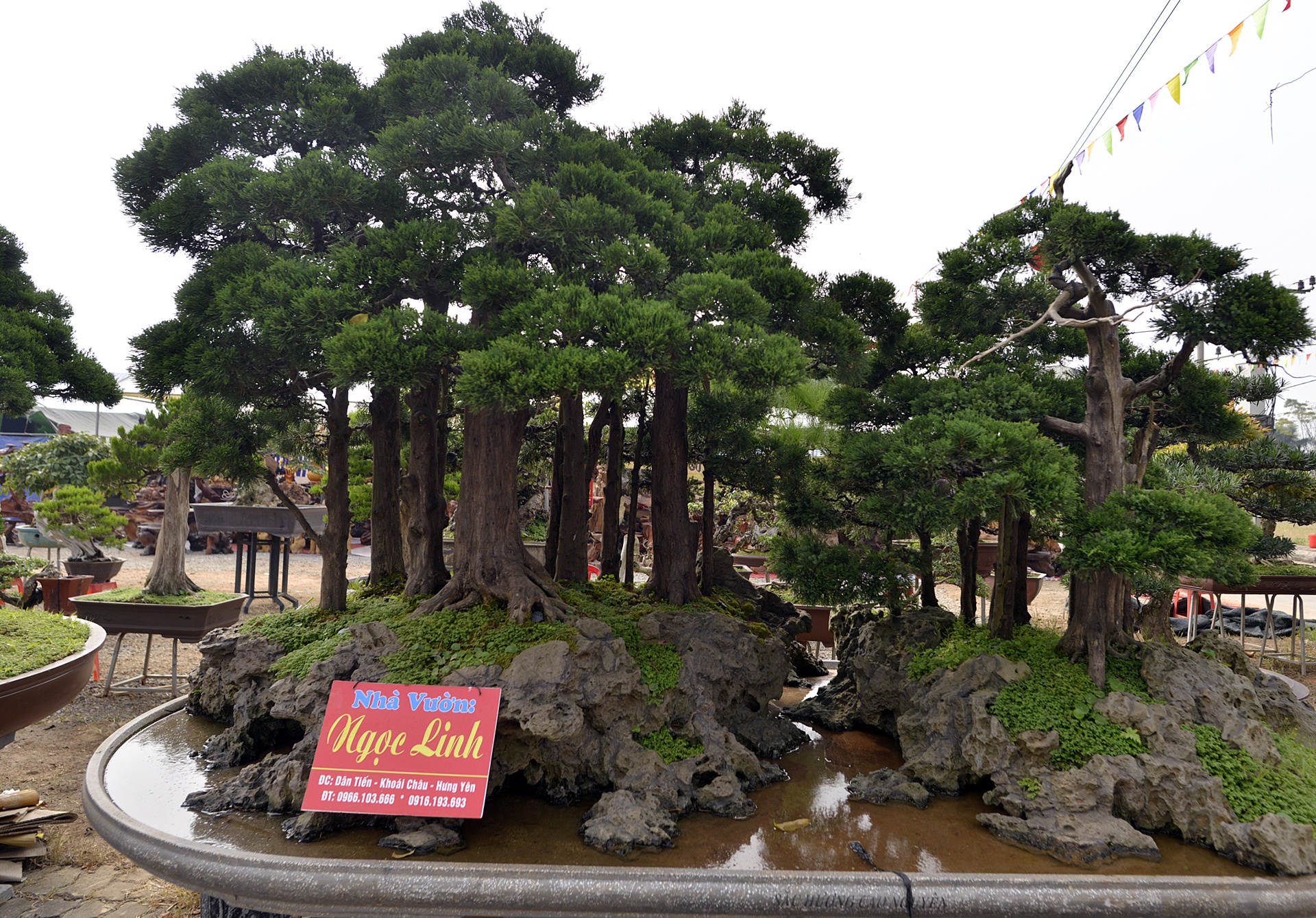 Cay canh gia nua ty xuat hien dip cuoi nam hinh anh