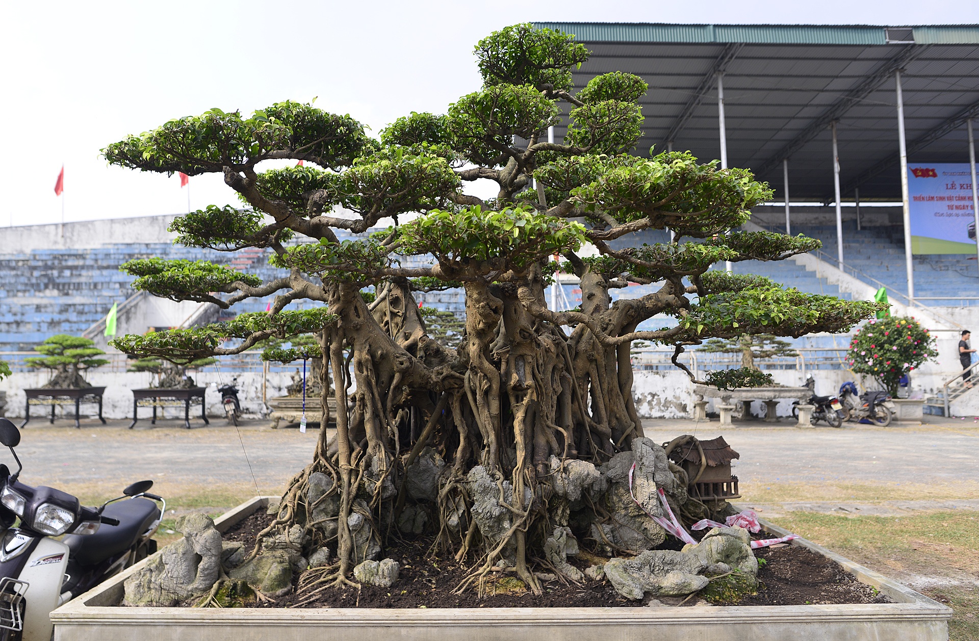 'Ky hoa di thao' xuat hien tai trien lam cay canh hinh anh