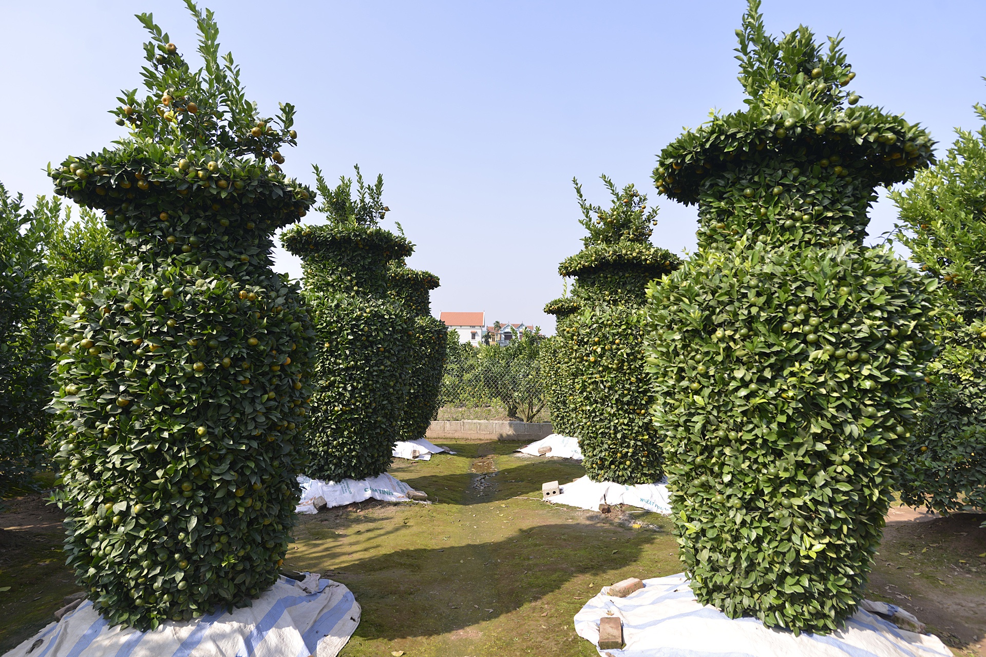 Quyt luc binh cao 3 m choi Tet anh 1