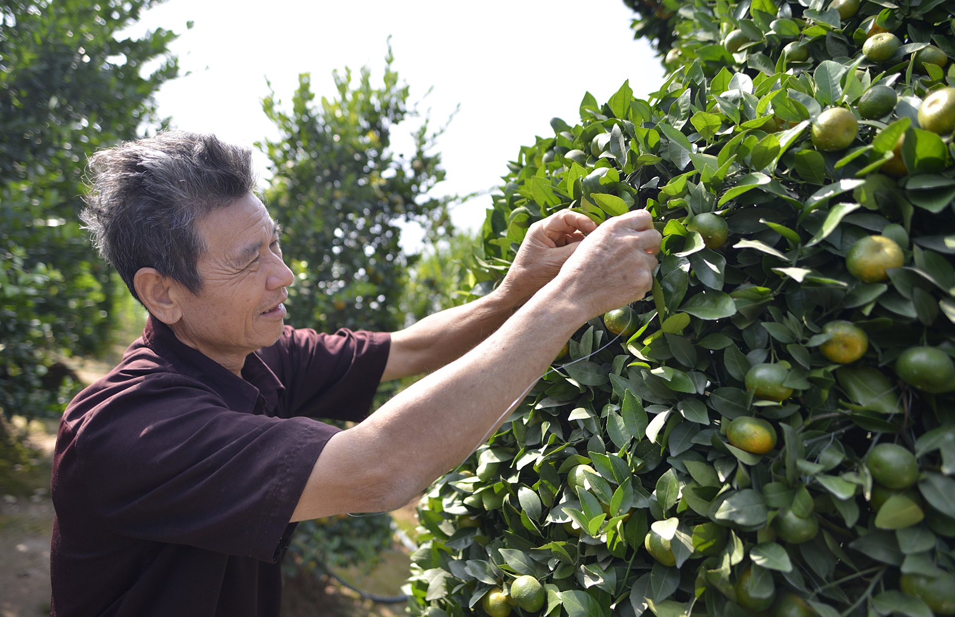 Quyt luc binh cao 3 m choi Tet anh 2