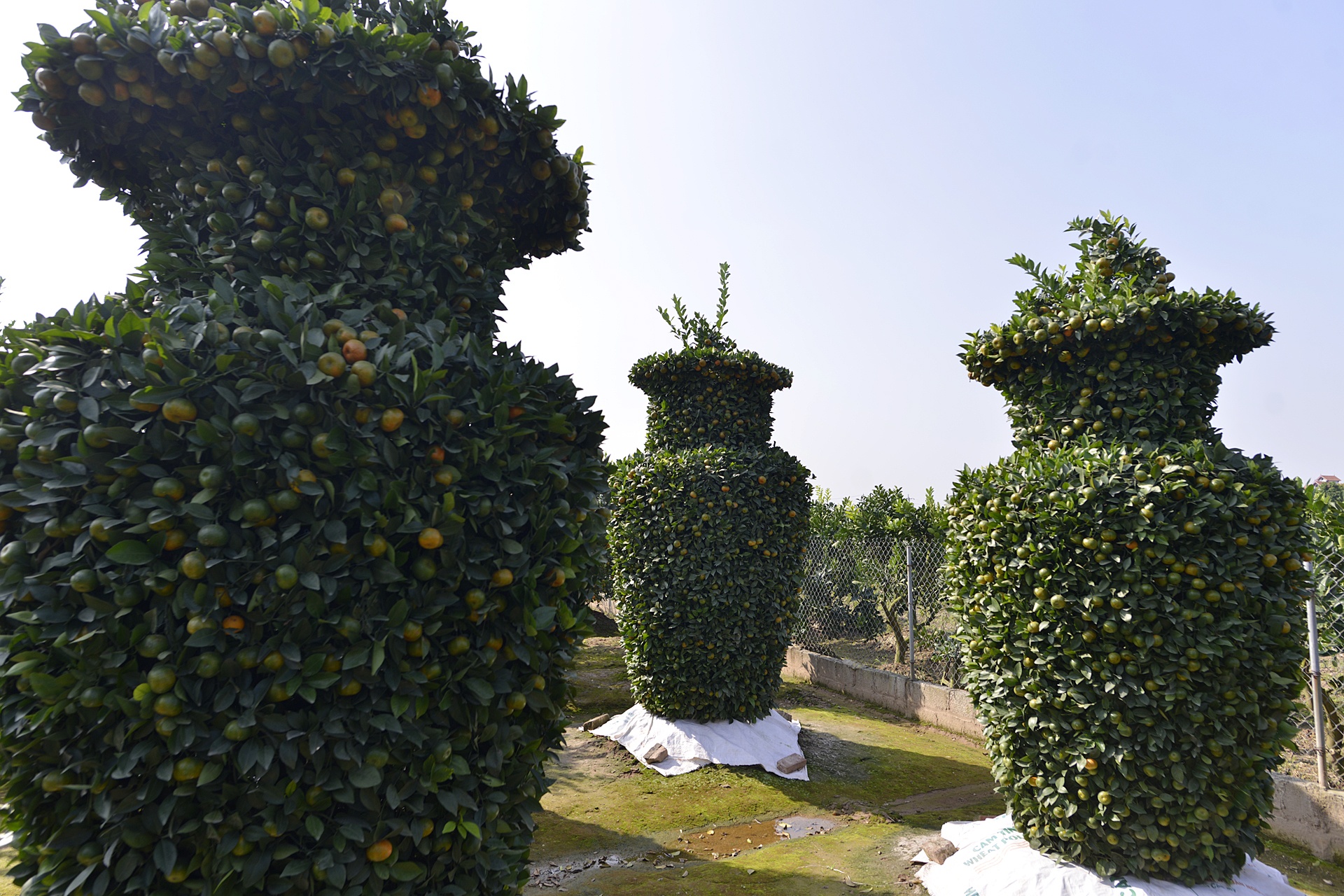 Quyt luc binh cao 3 m choi Tet anh 3