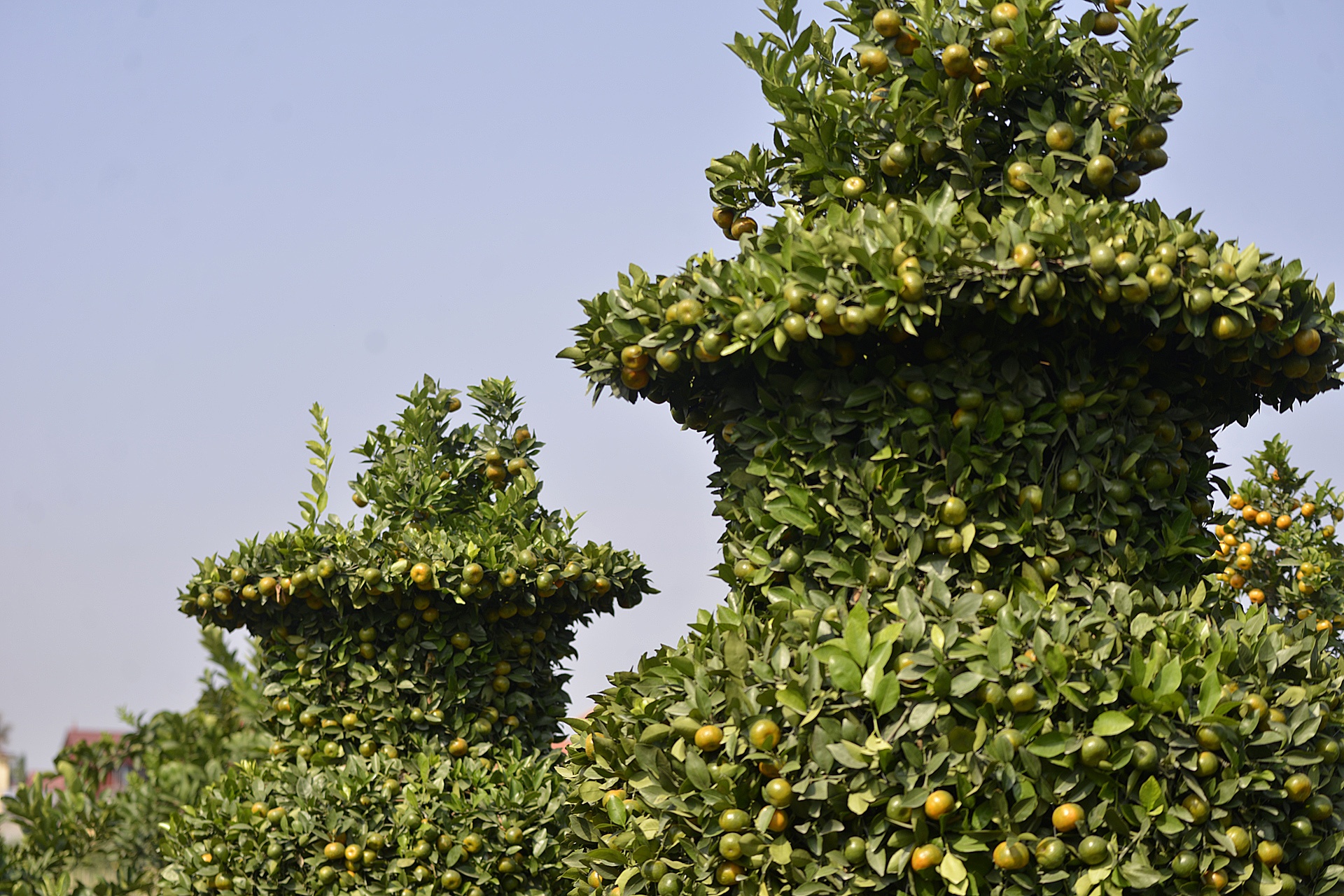 Quyt luc binh cao 3 m choi Tet anh 4