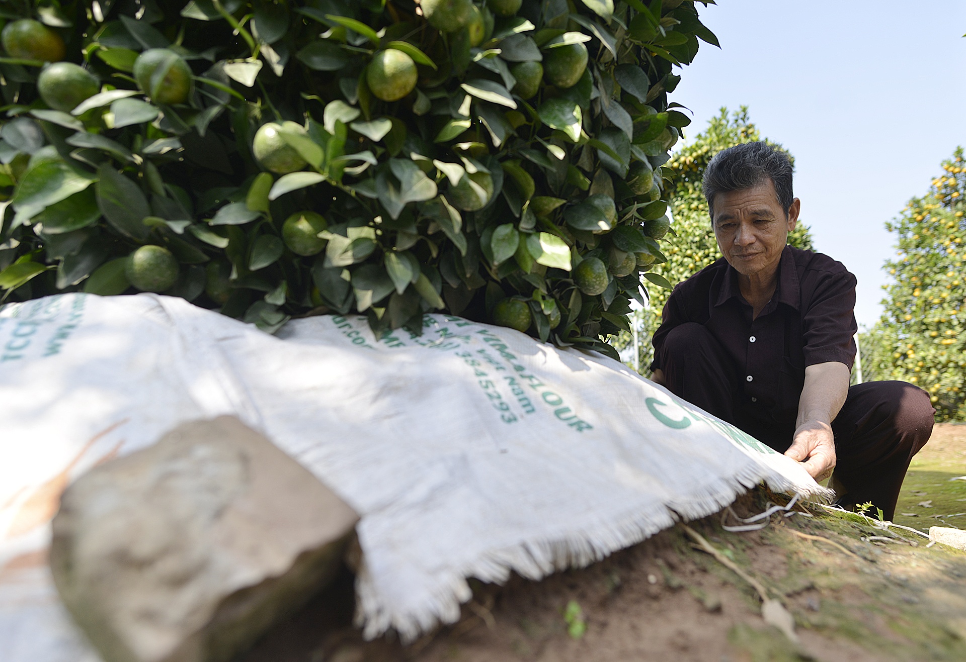 Quyt luc binh cao 3 m choi Tet anh 5