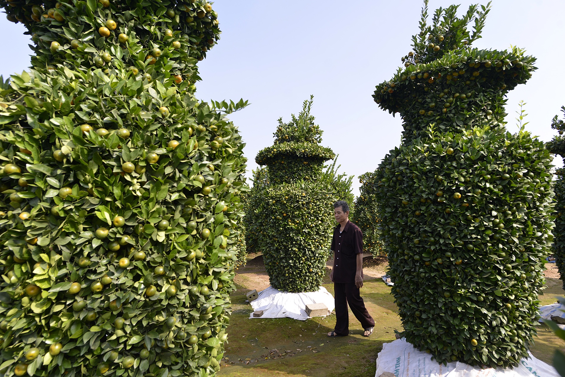 Quyt luc binh cao 3 m choi Tet anh 7