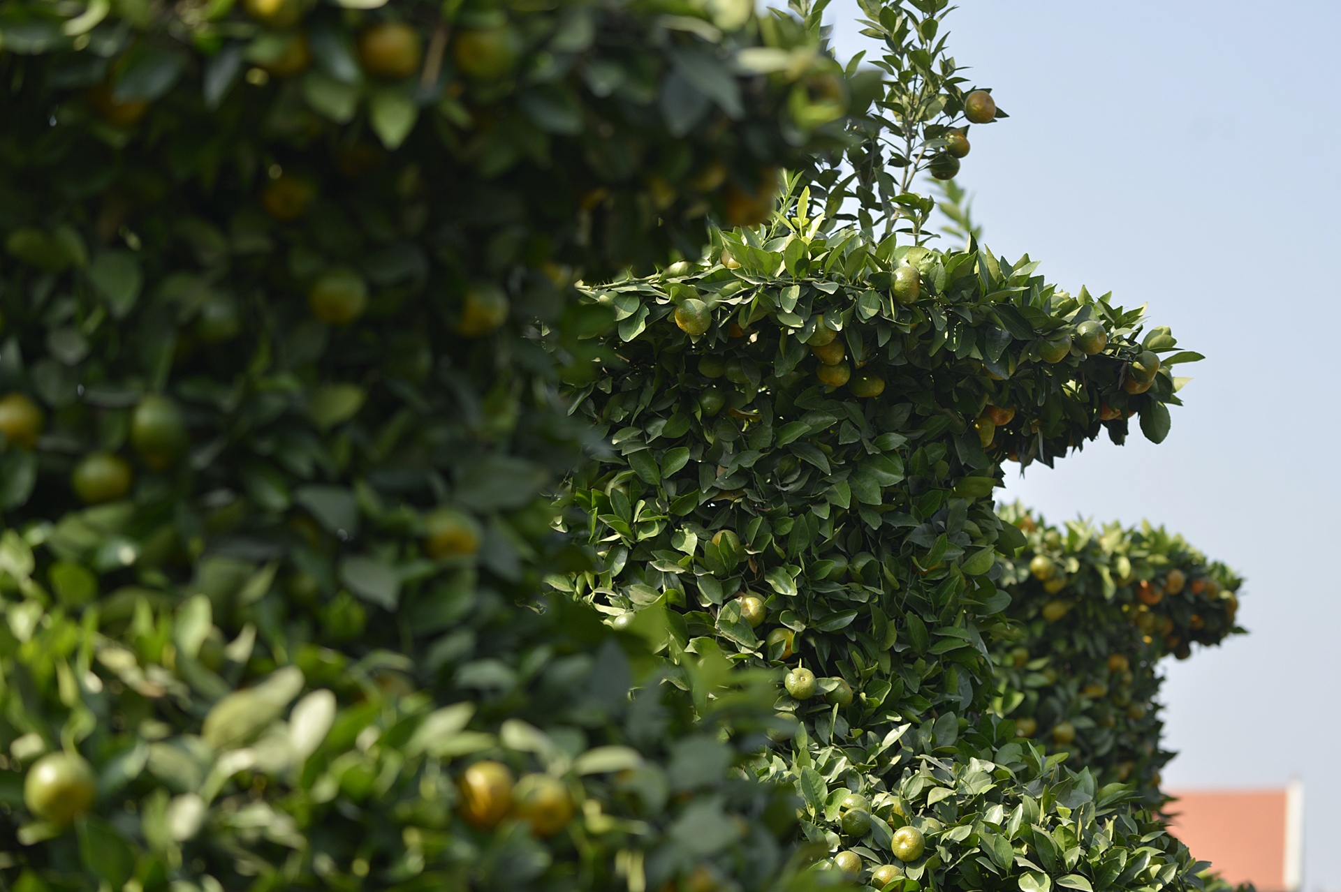 Quyt luc binh cao 3 m choi Tet anh 8