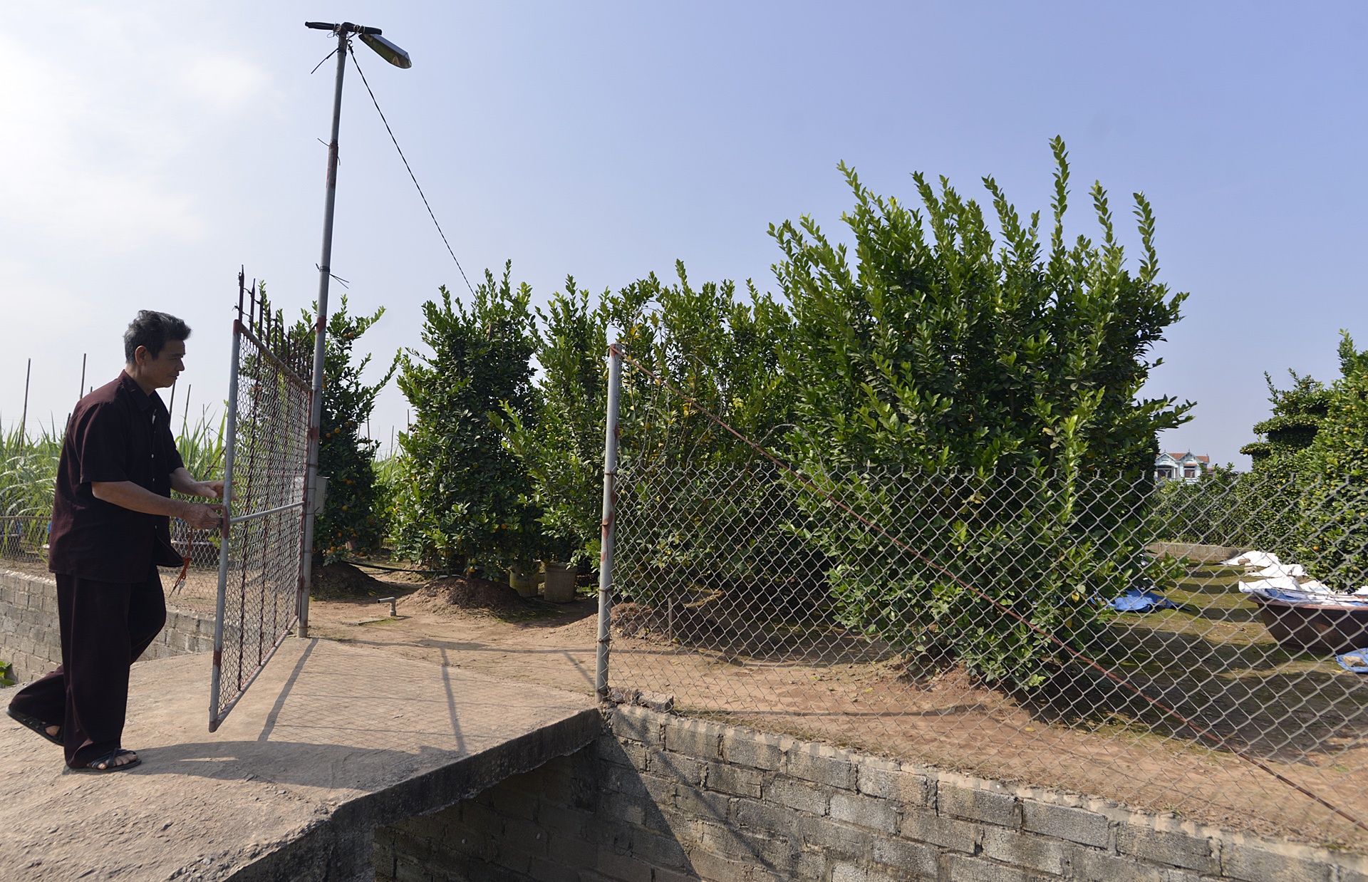 Quyt luc binh cao 3 m choi Tet anh 9