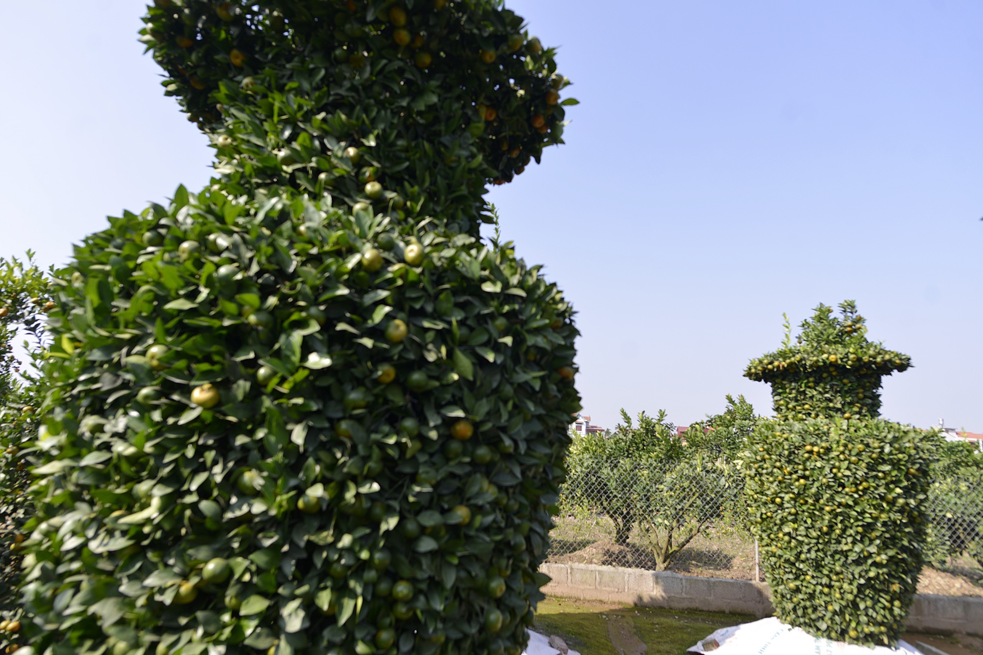 Quyt luc binh cao 3 m chay hang dip Tet Nguyen dan hinh anh