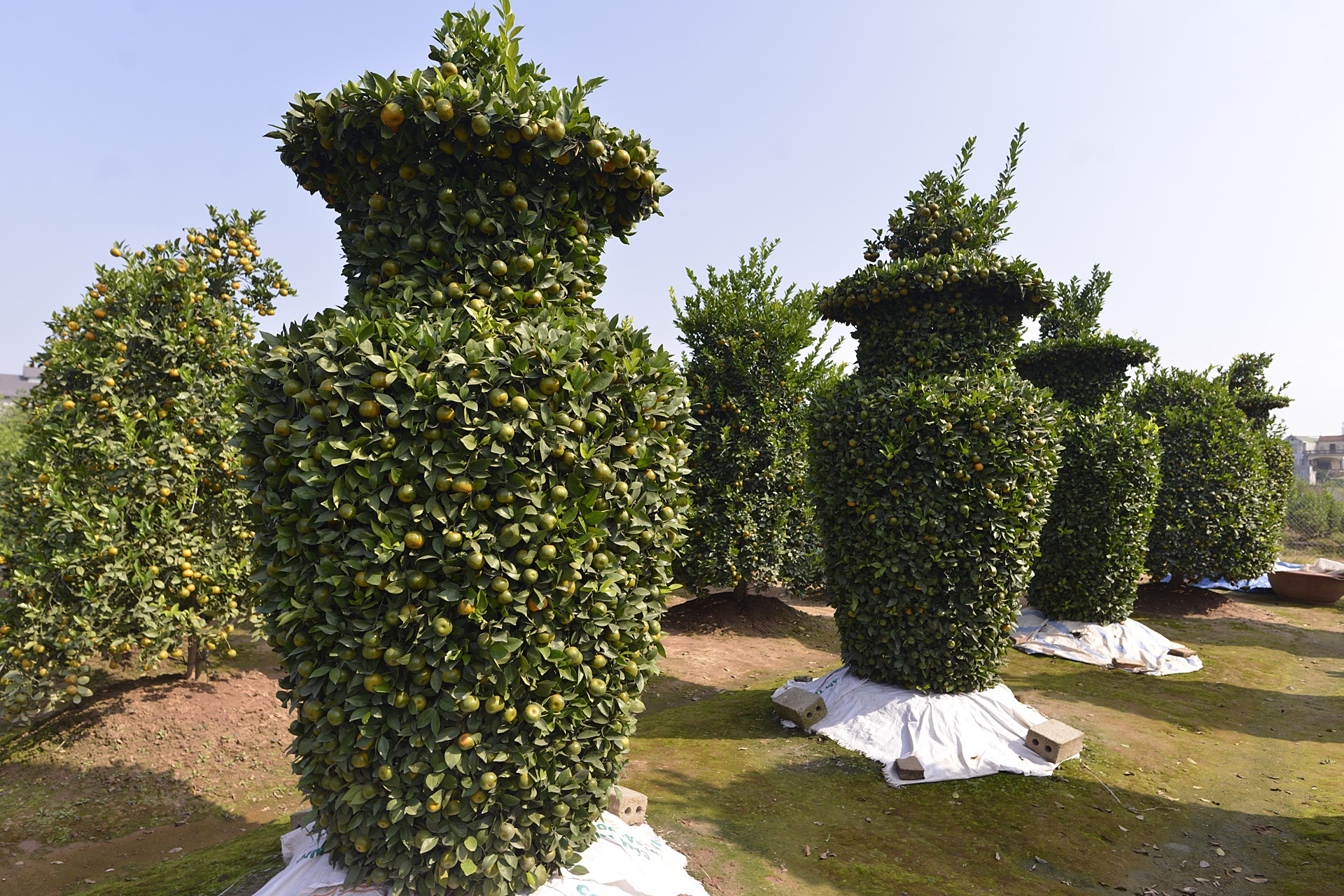 Vuon quyt luc binh choi Tet  cao 3 m hinh anh