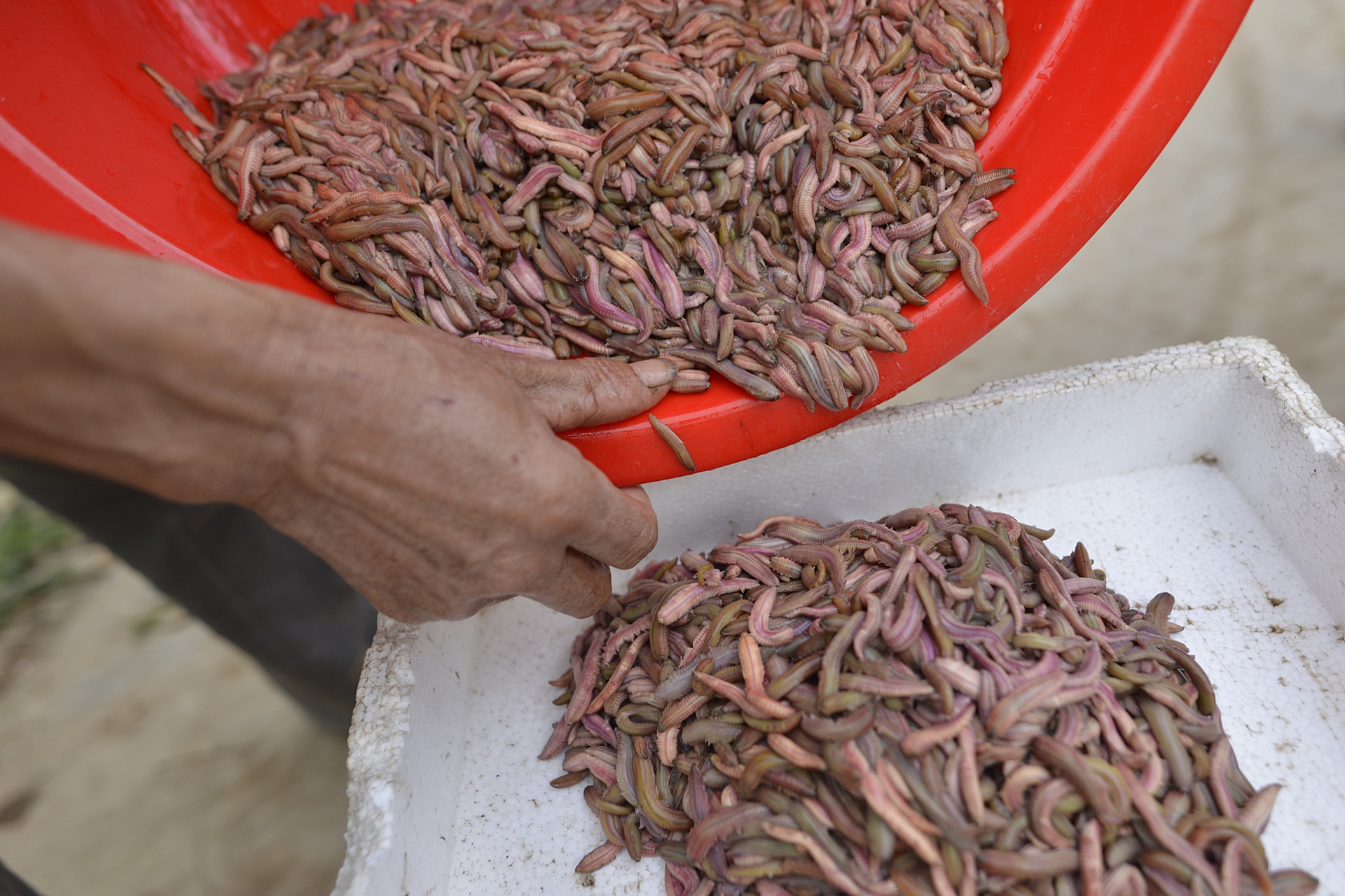 ruoi Tu Ky Hai Duong anh 13