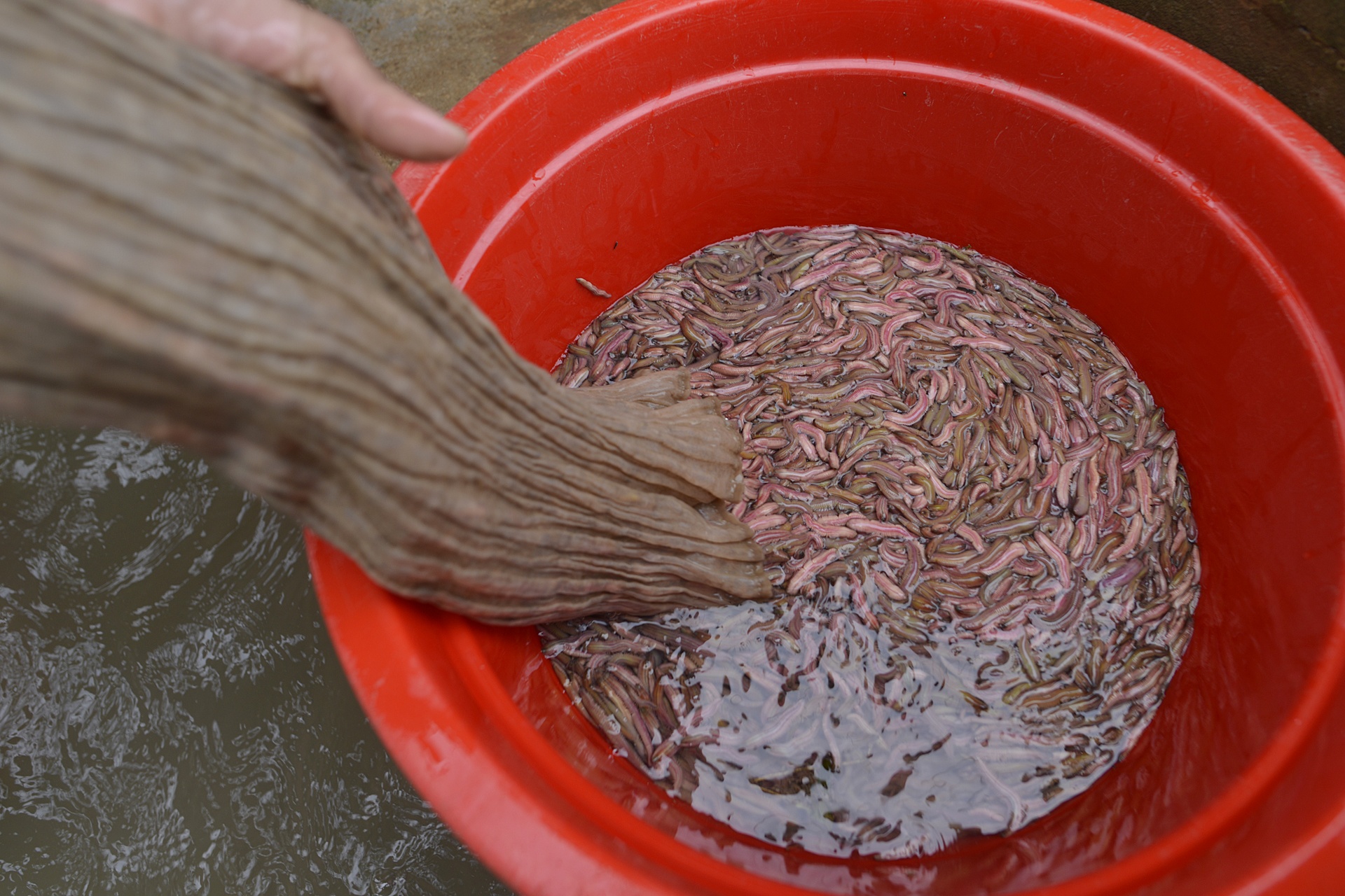 ruoi Tu Ky Hai Duong anh 6