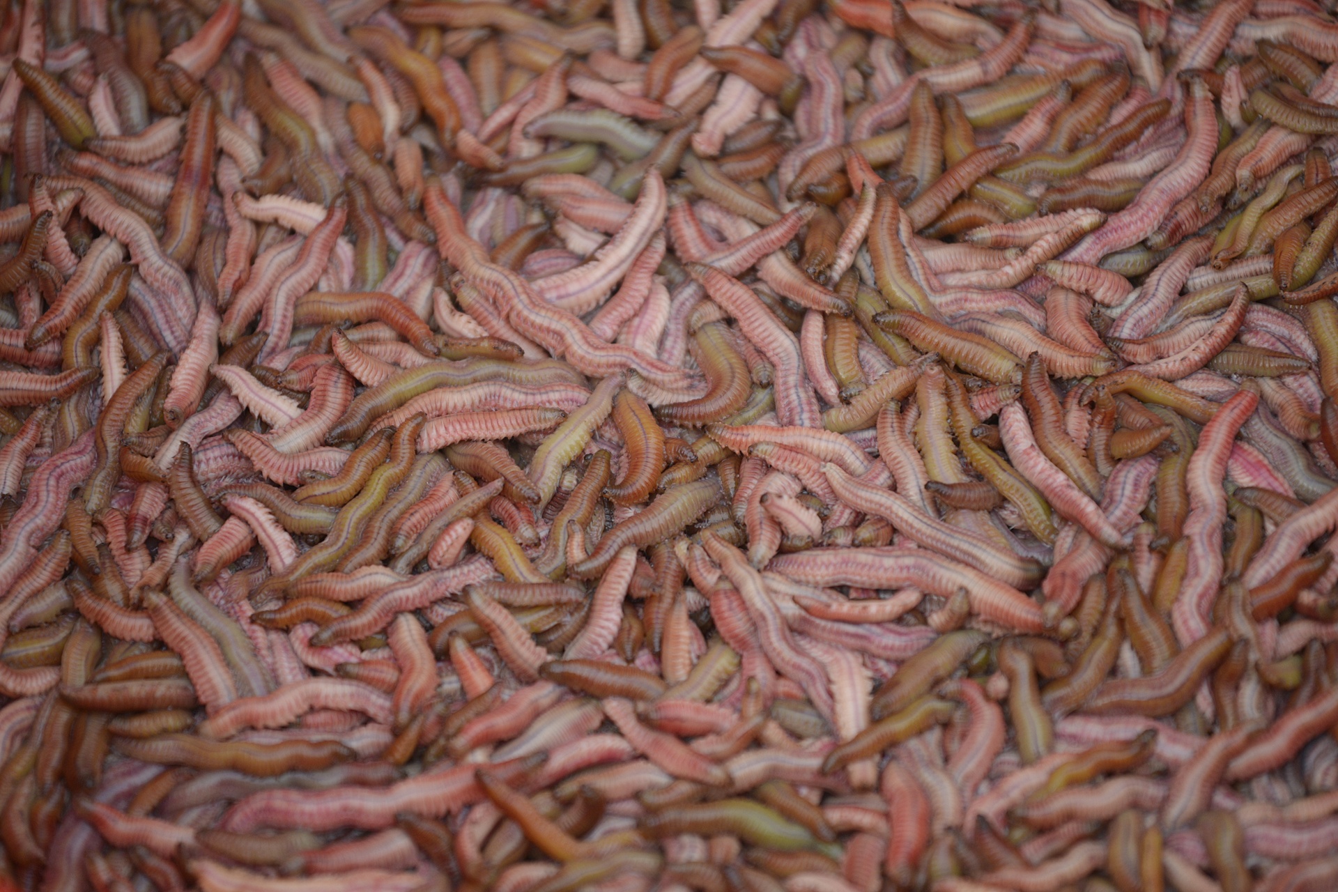 ruoi Tu Ky Hai Duong anh 7