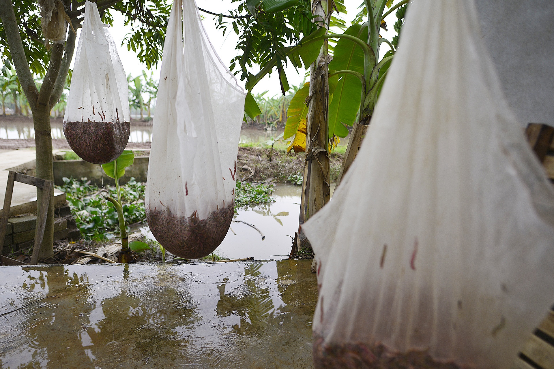 ruoi Tu Ky Hai Duong anh 8