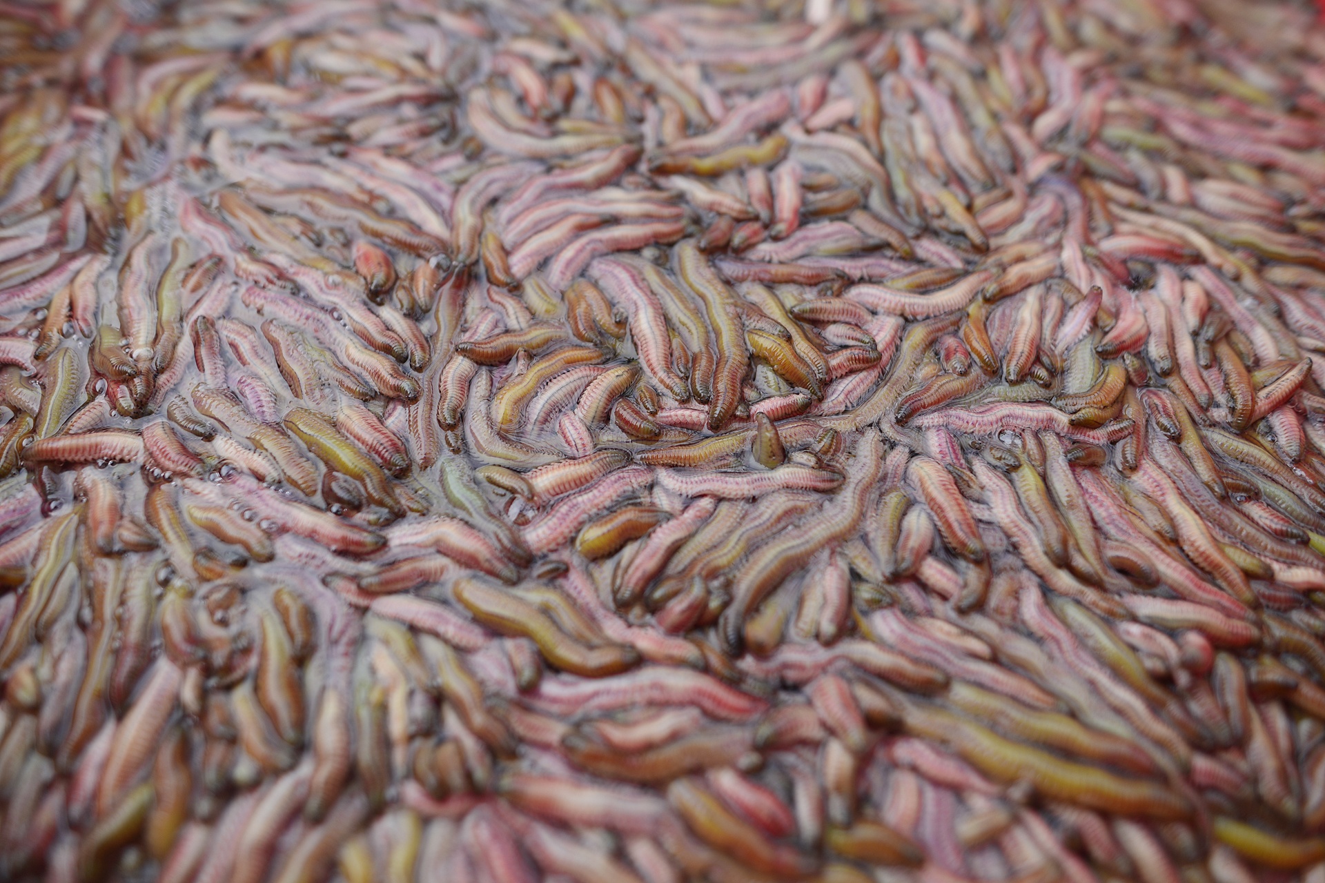 Mua dac san 'loc troi' doc dao o Hai Duong hinh anh