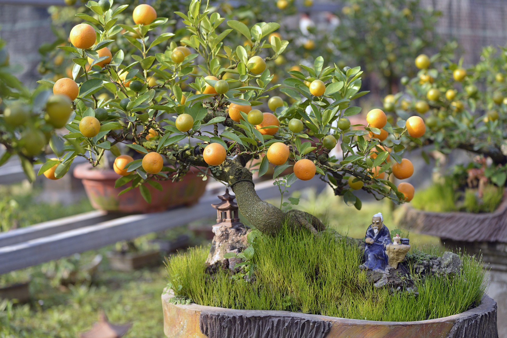 cay canh choi Tet Nguyen dan anh 10