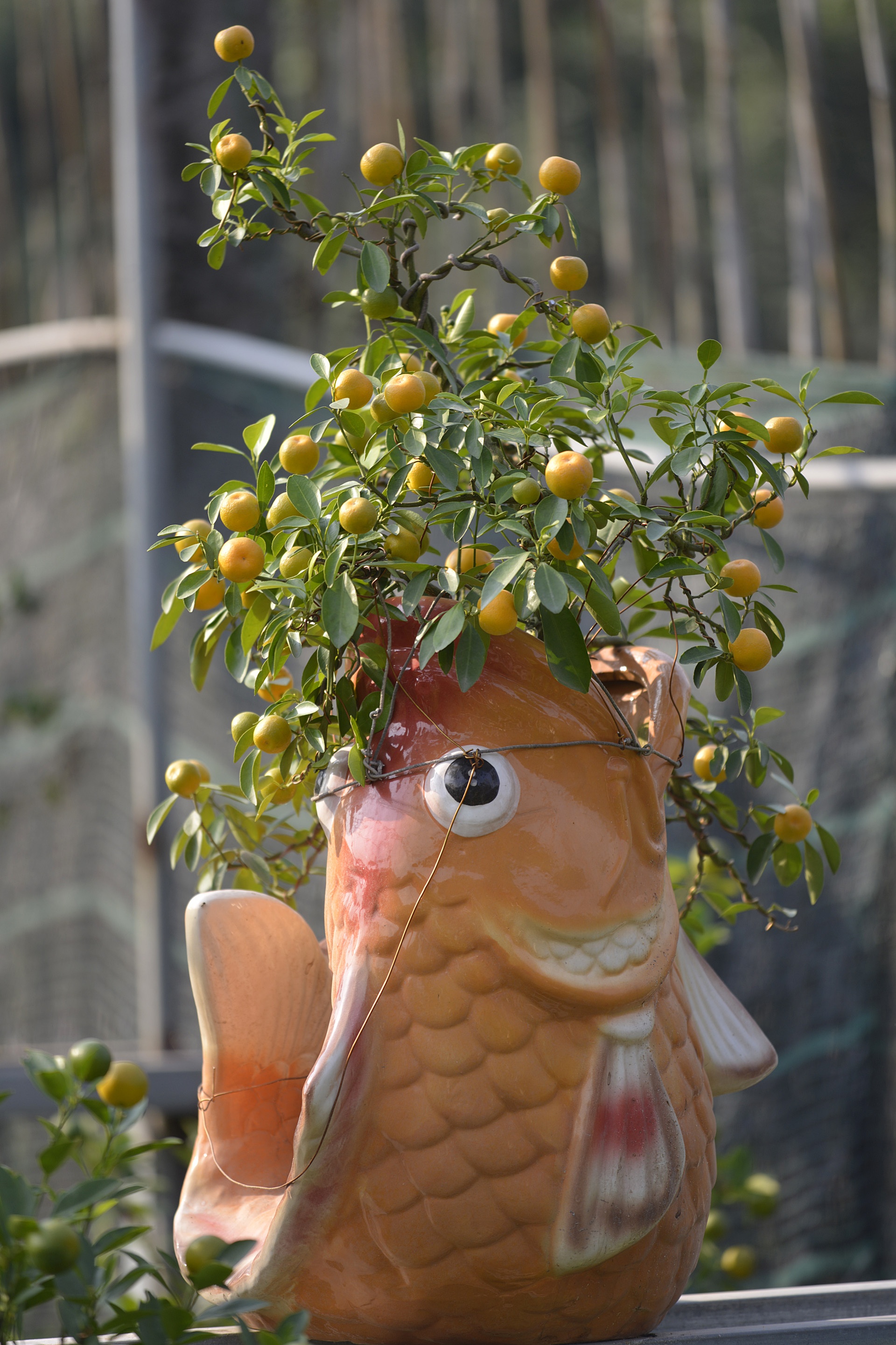 cay canh choi Tet Nguyen dan anh 12