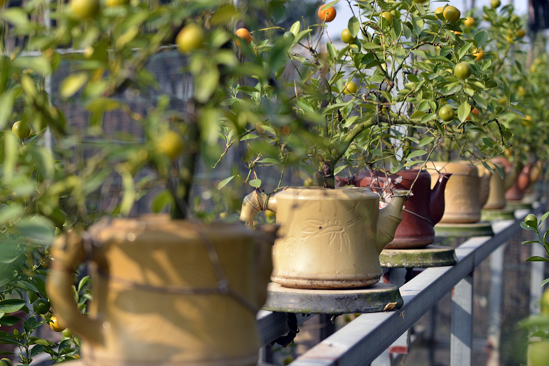 cay canh choi Tet Nguyen dan anh 13