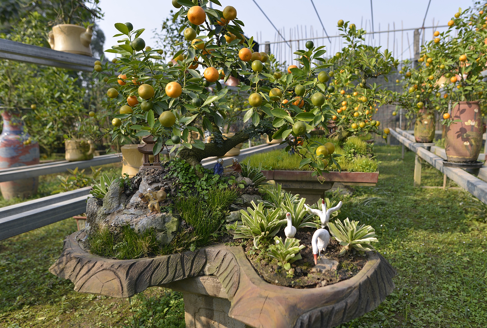 cay canh choi Tet Nguyen dan anh 14