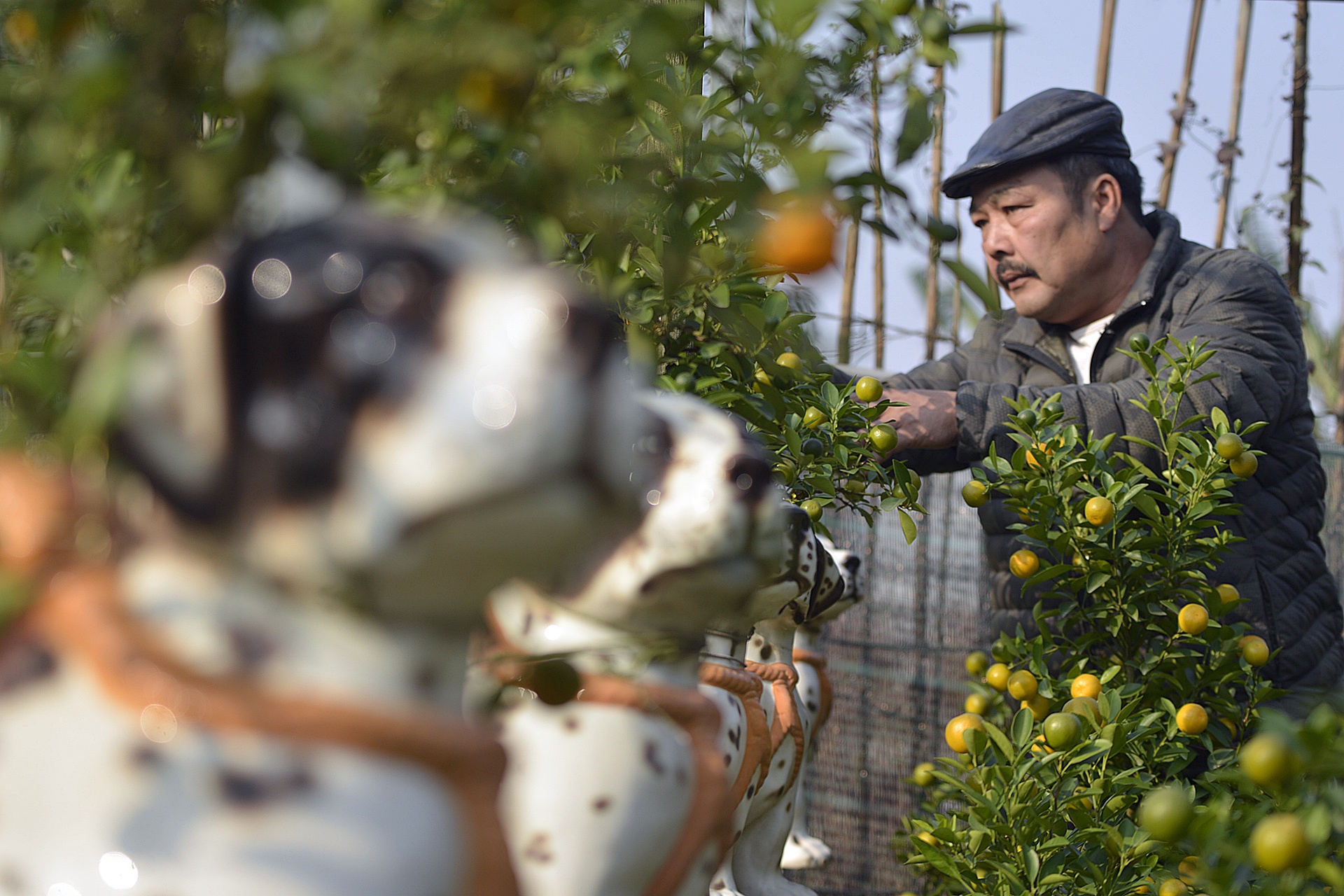 cay canh choi Tet Nguyen dan anh 2