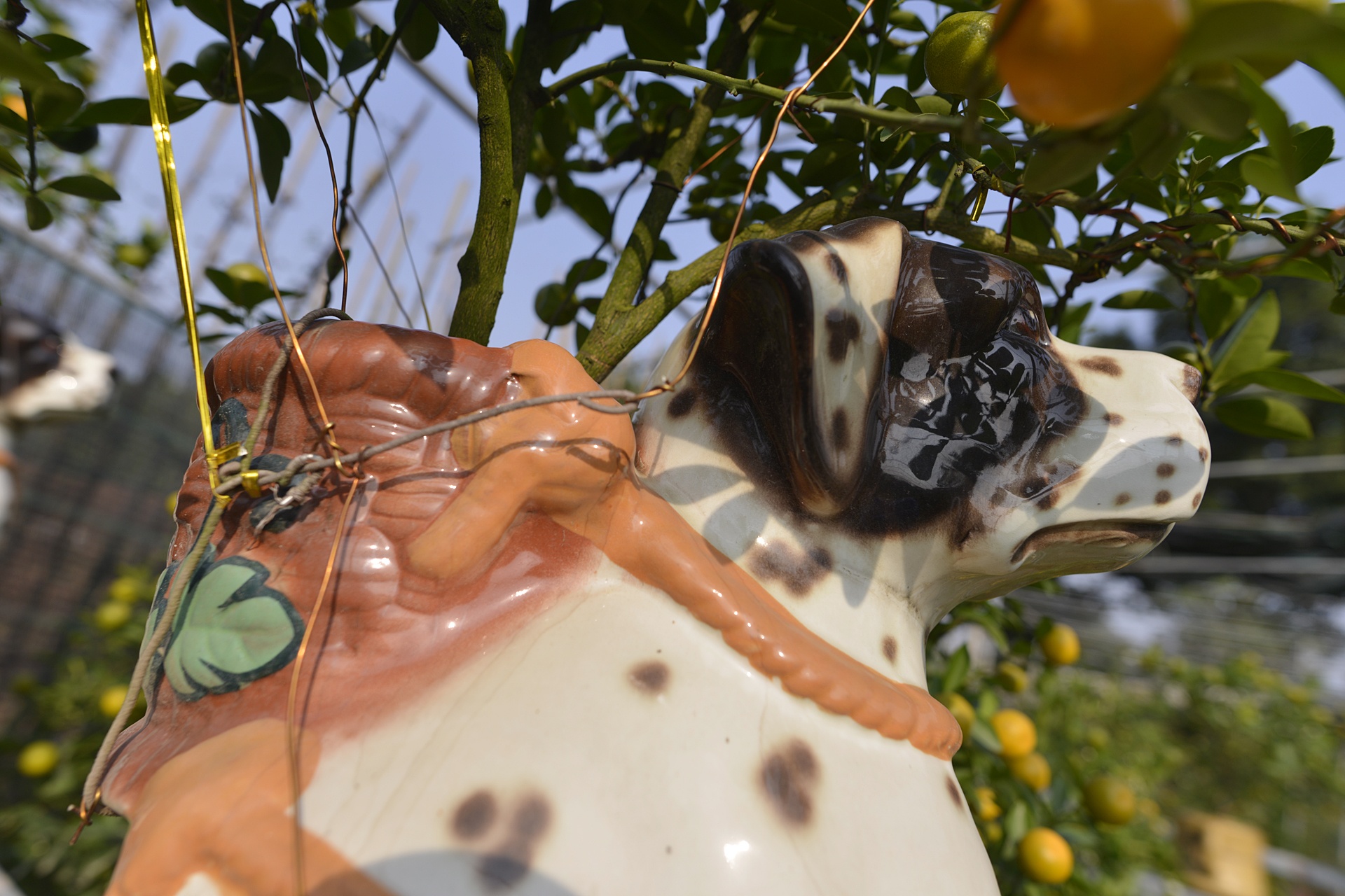 cay canh choi Tet Nguyen dan anh 4