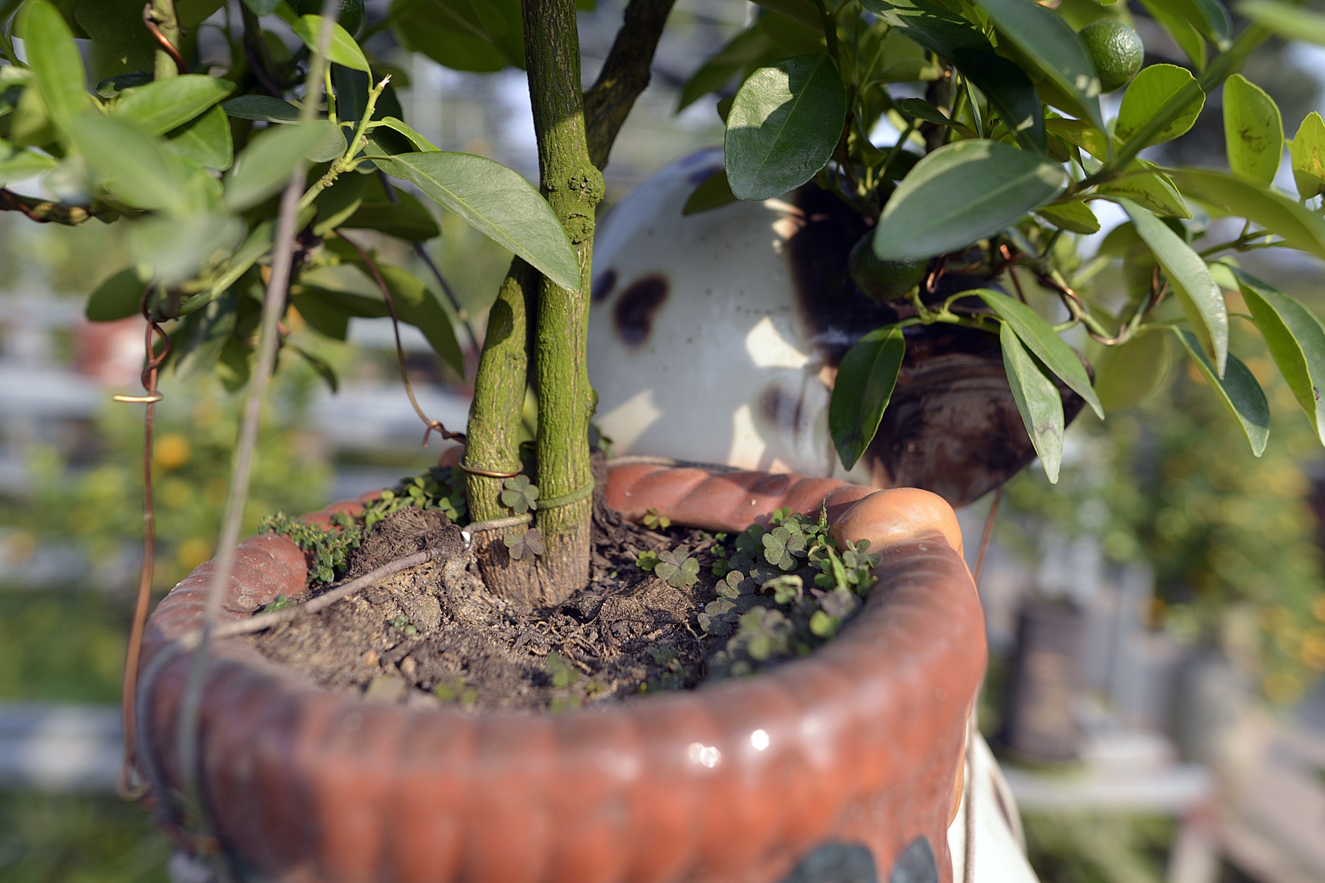 cay canh choi Tet Nguyen dan anh 5