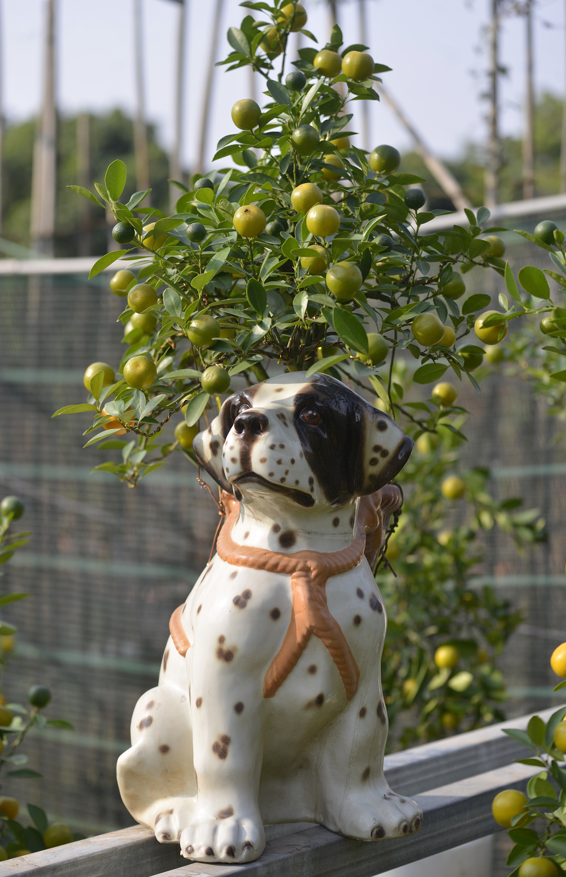 cay canh choi Tet Nguyen dan anh 7