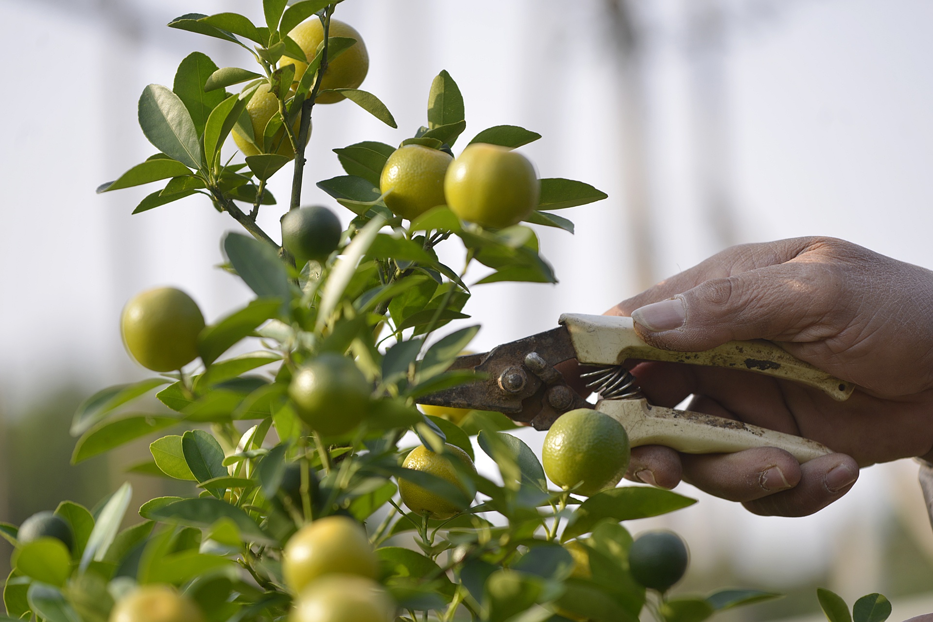 cay canh choi Tet Nguyen dan anh 9
