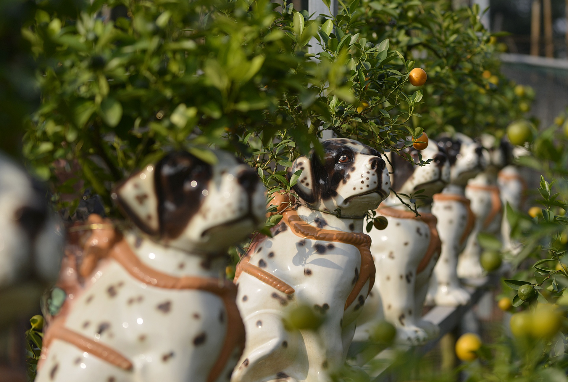 Quat ngu lung cho dom phuc vu Tet Nguyen dan hinh anh