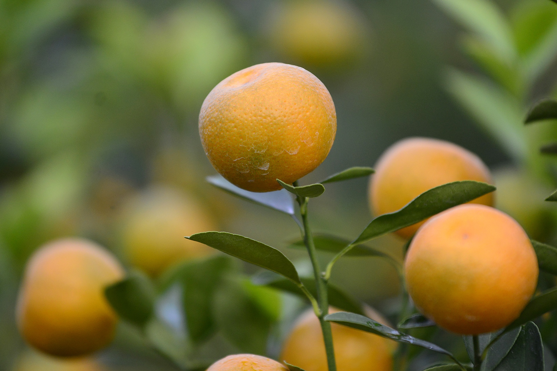 dao no tren vuon hoa Nhat Tan anh 11