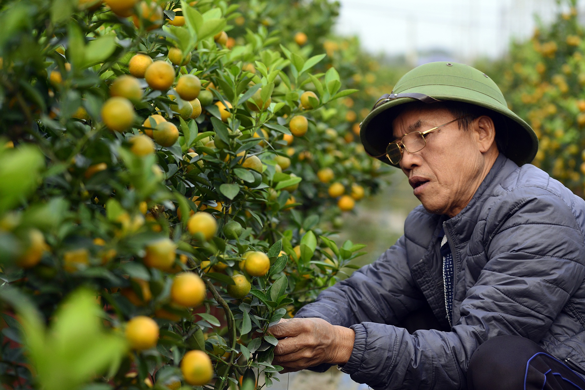 dao no tren vuon hoa Nhat Tan anh 12
