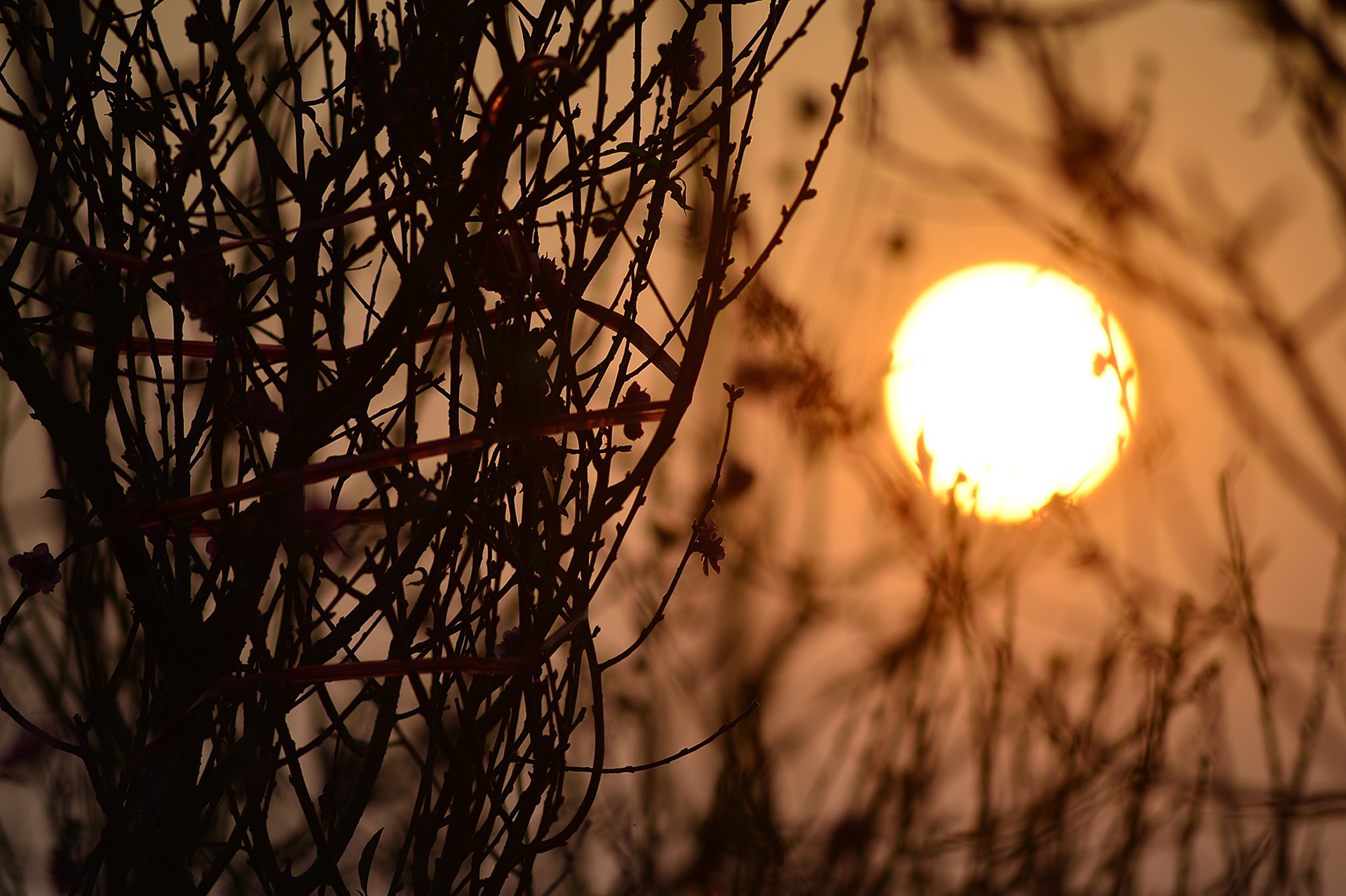 dao no tren vuon hoa Nhat Tan anh 5