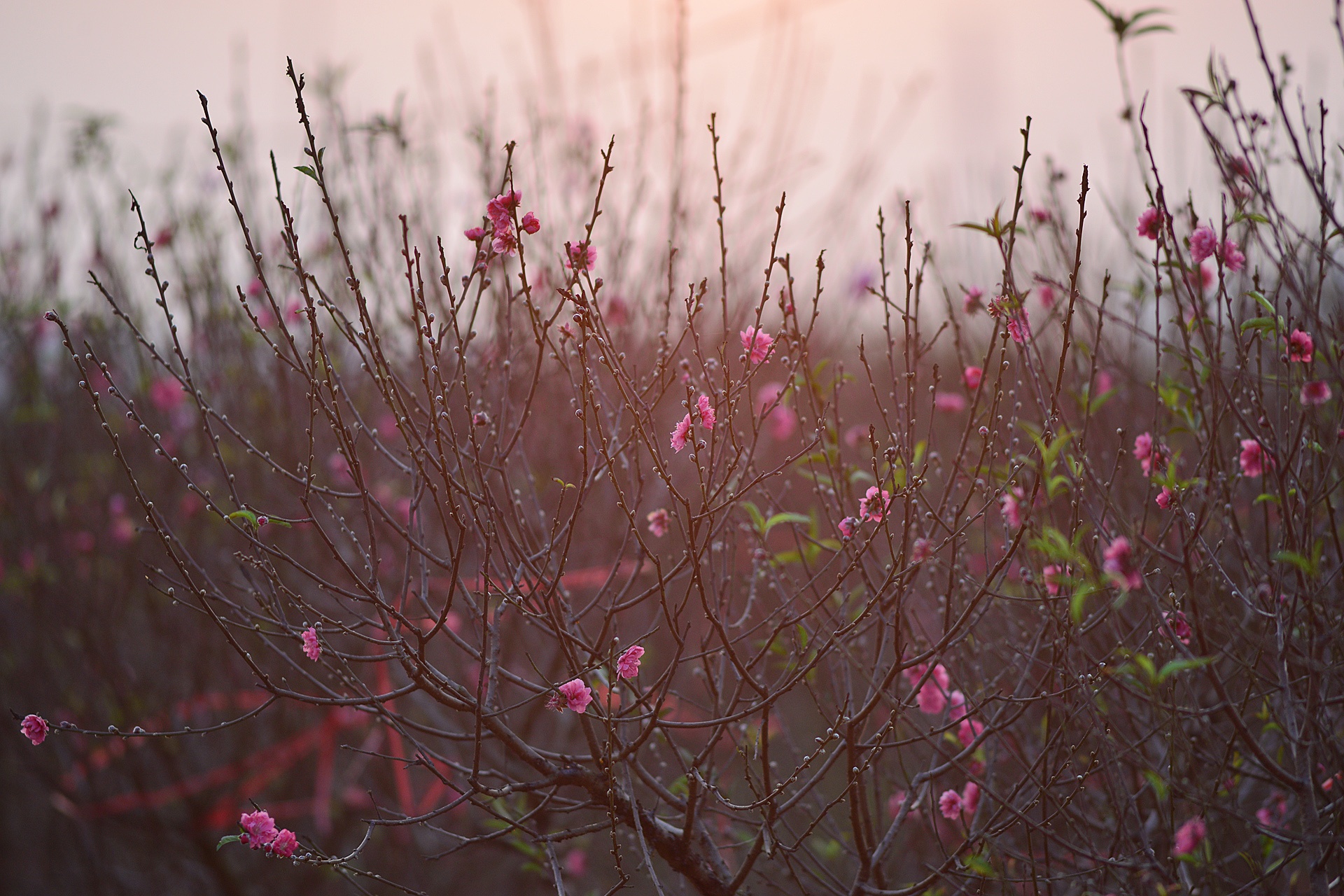 Dao no som o vuon hoa noi tieng thu do hinh anh