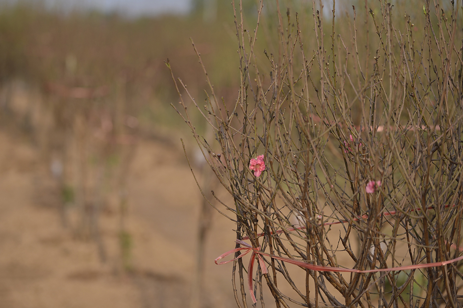 dao no tren vuon hoa Nhat Tan anh 1