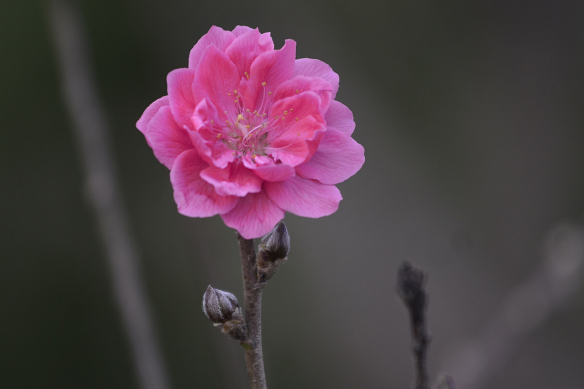 dao no tren vuon hoa Nhat Tan anh 2