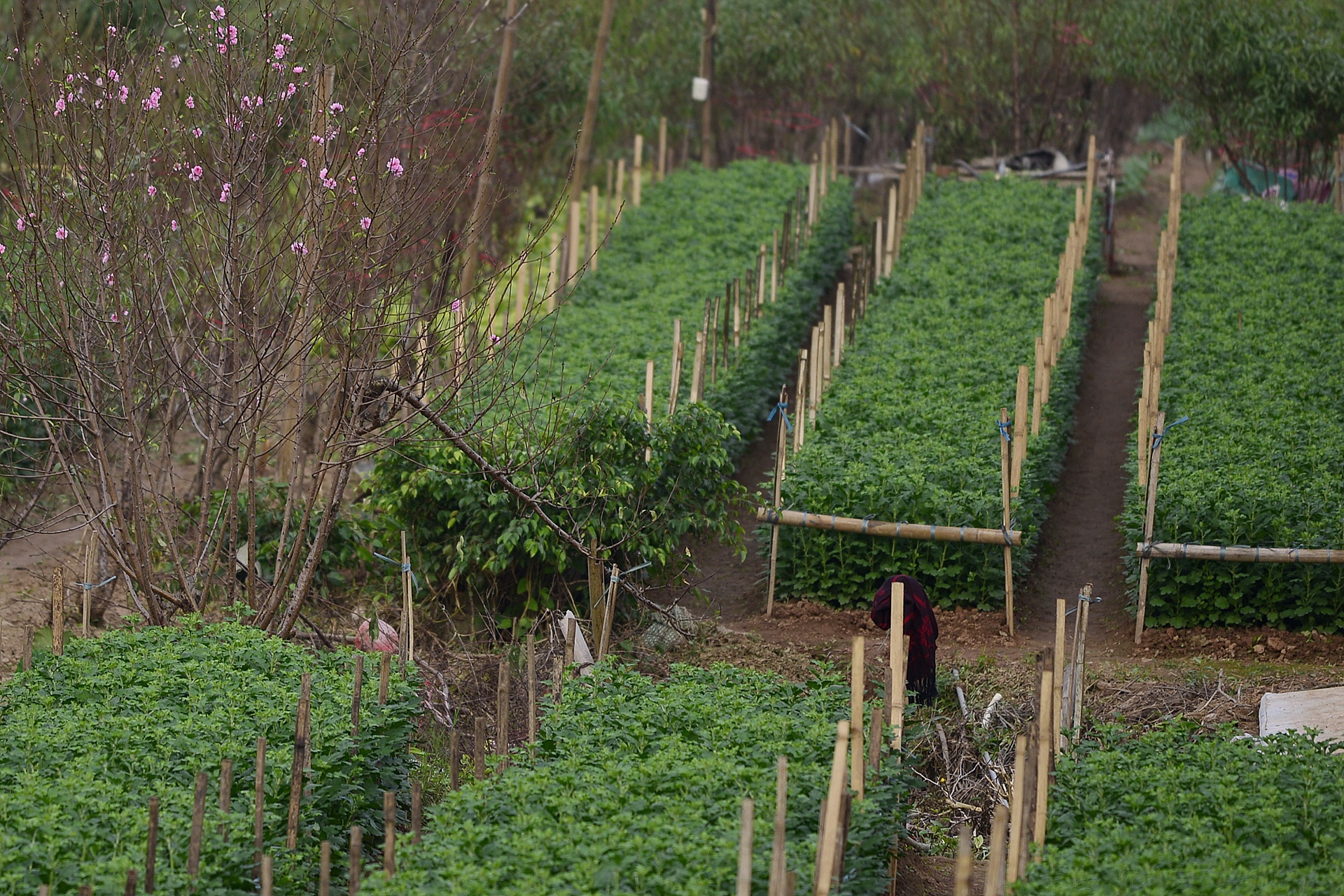 dao no tren vuon hoa Nhat Tan anh 4