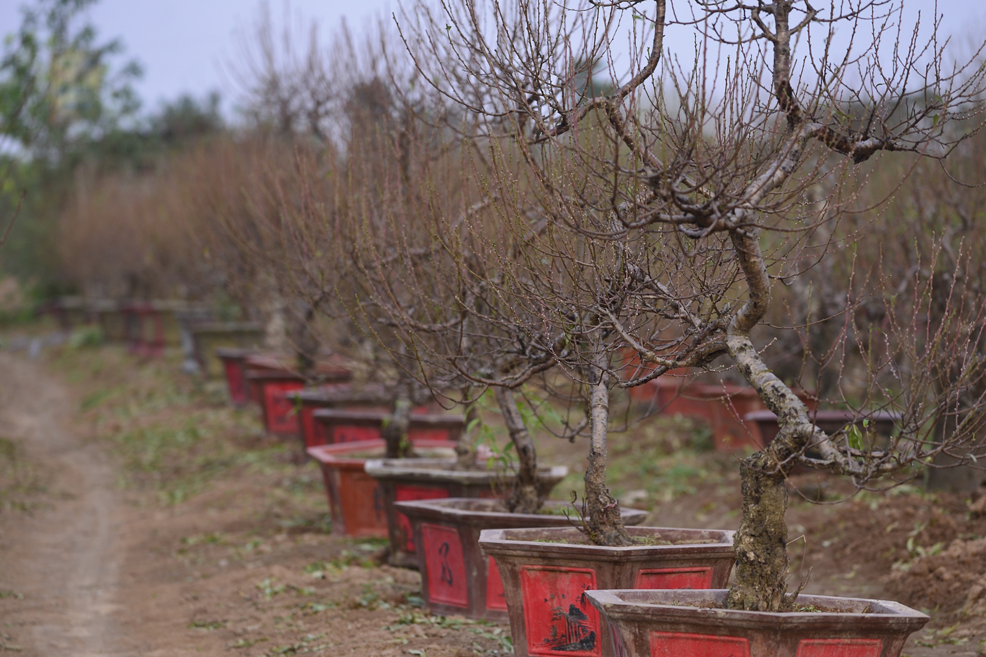 dao no tren vuon hoa Nhat Tan anh 8